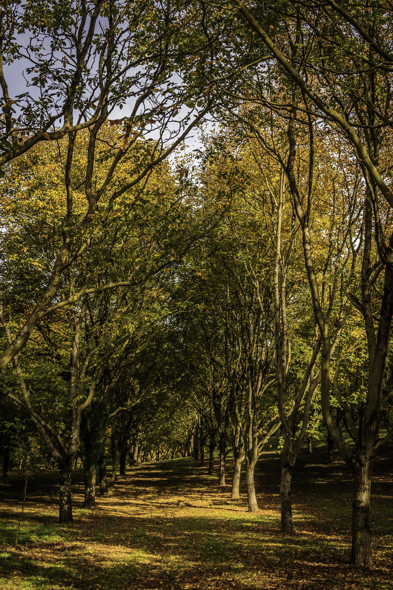 Canon EF 24-85mm F3.5-4.5 USM sample photo. Walnut grove (l'albenc - france) photography
