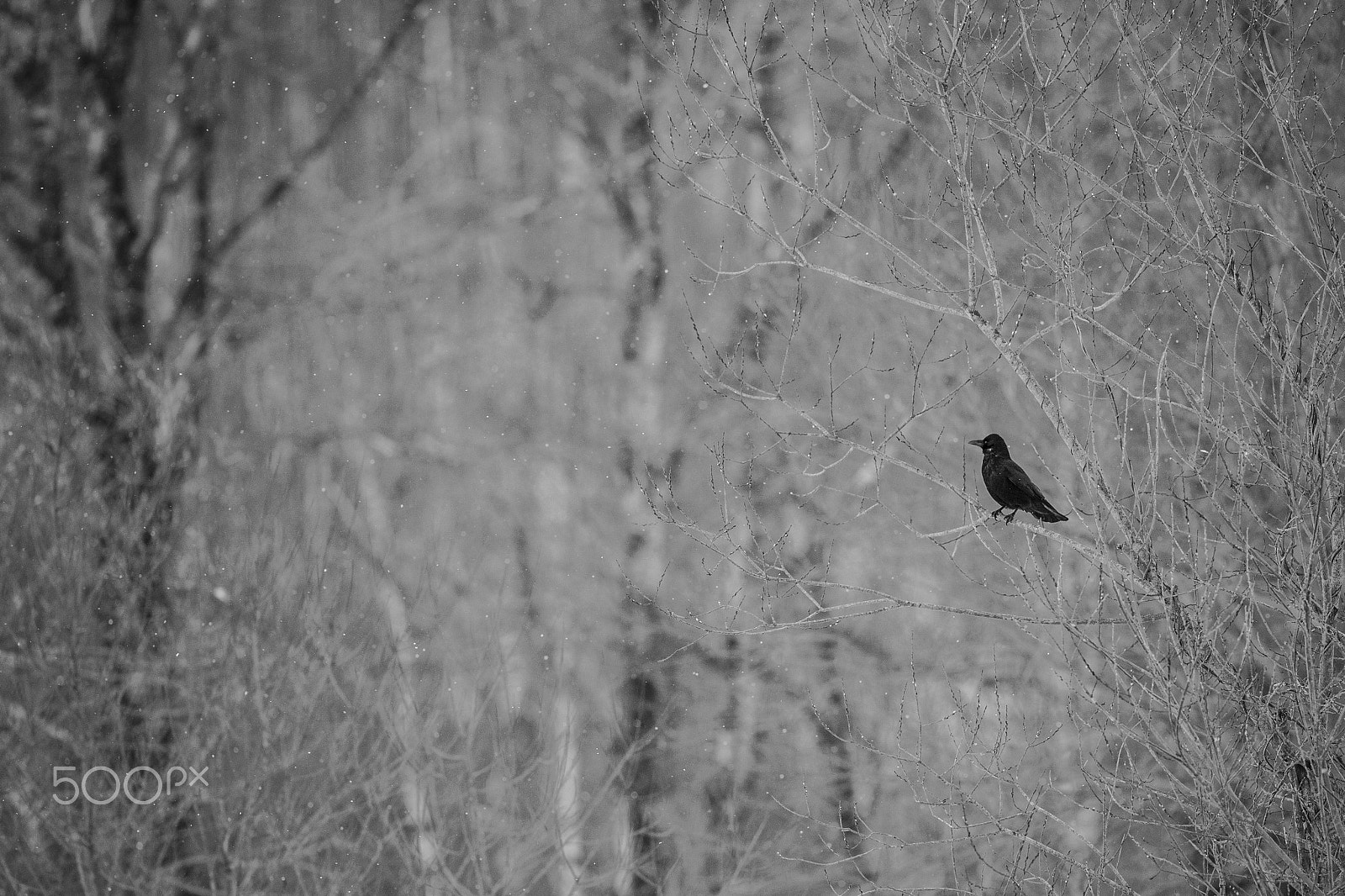 Canon EOS-1D X + Canon EF 500mm F4L IS II USM sample photo. Alone crow photography