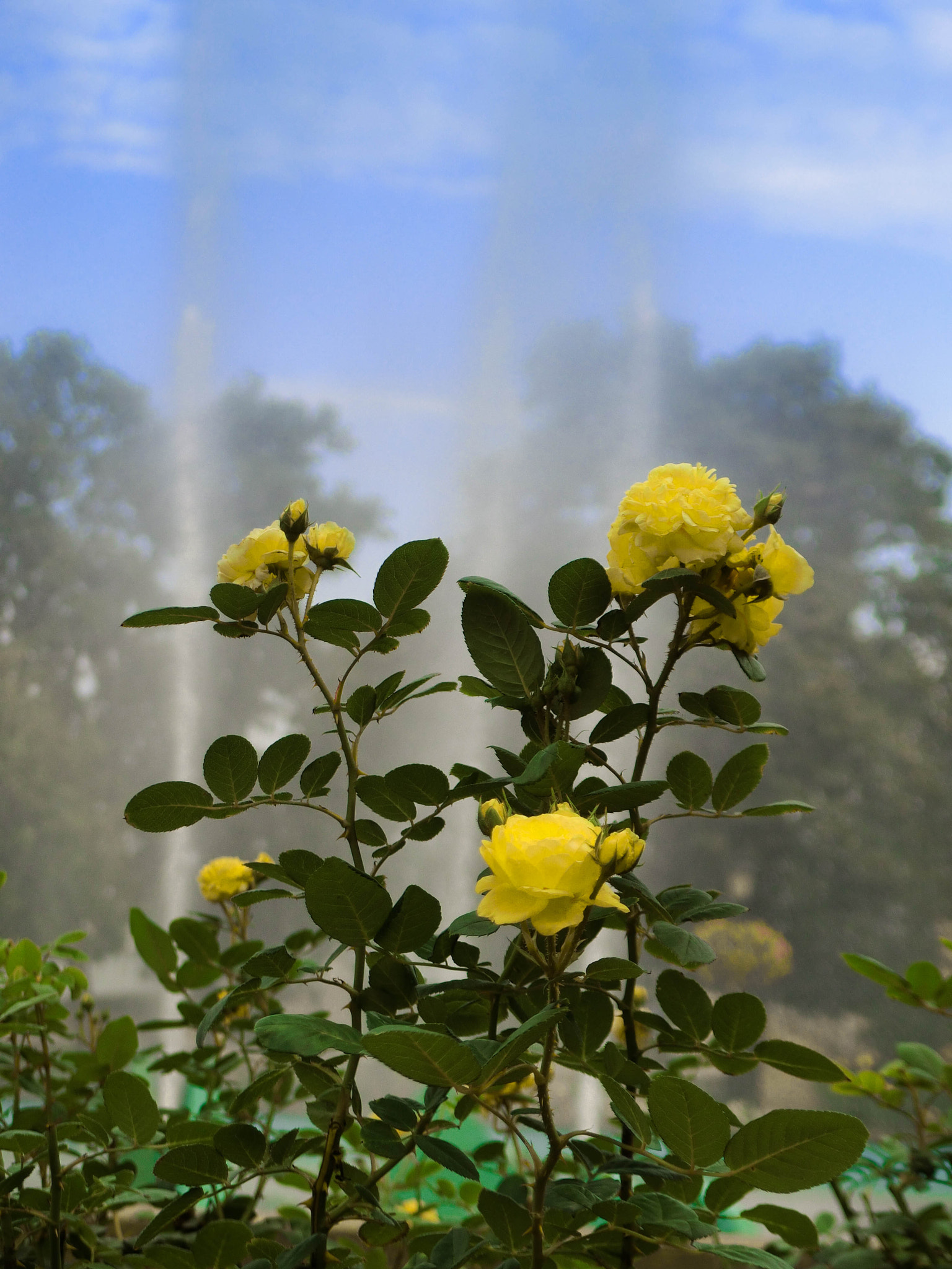 CASIO EX-10 sample photo. Beautiful roses  photography