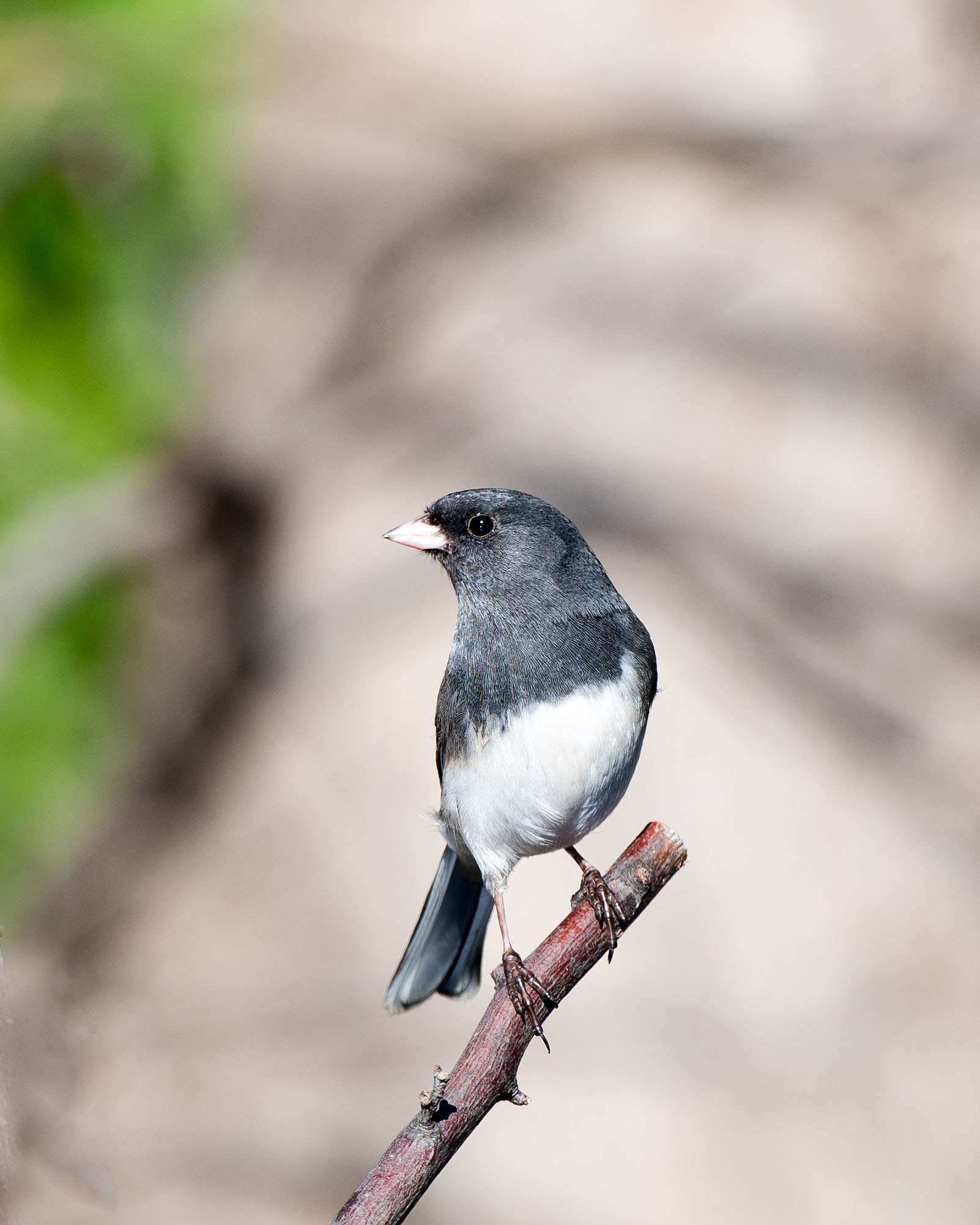 Nikon AF-S Nikkor 500mm F4D ED-IF II sample photo. Dark-eyed junco photography