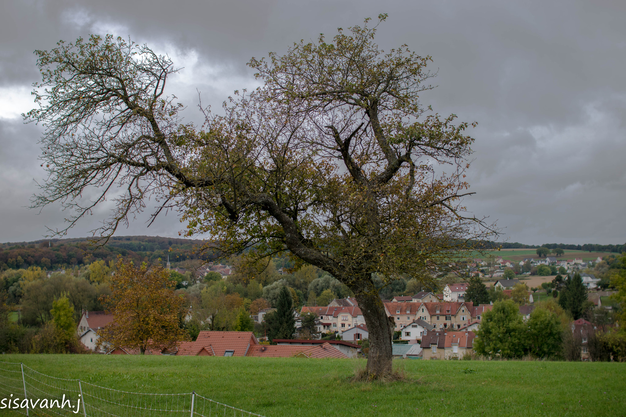 Nikon D5300 + Sigma 30mm F1.4 EX DC HSM sample photo. Nature arbre photography