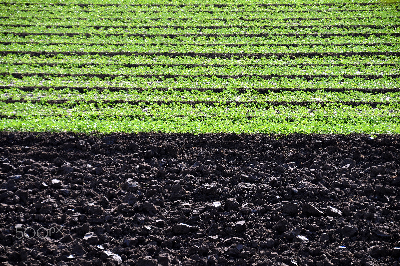 Sigma 18-200mm F3.5-6.3 DC OS HSM sample photo. Green revolution photography