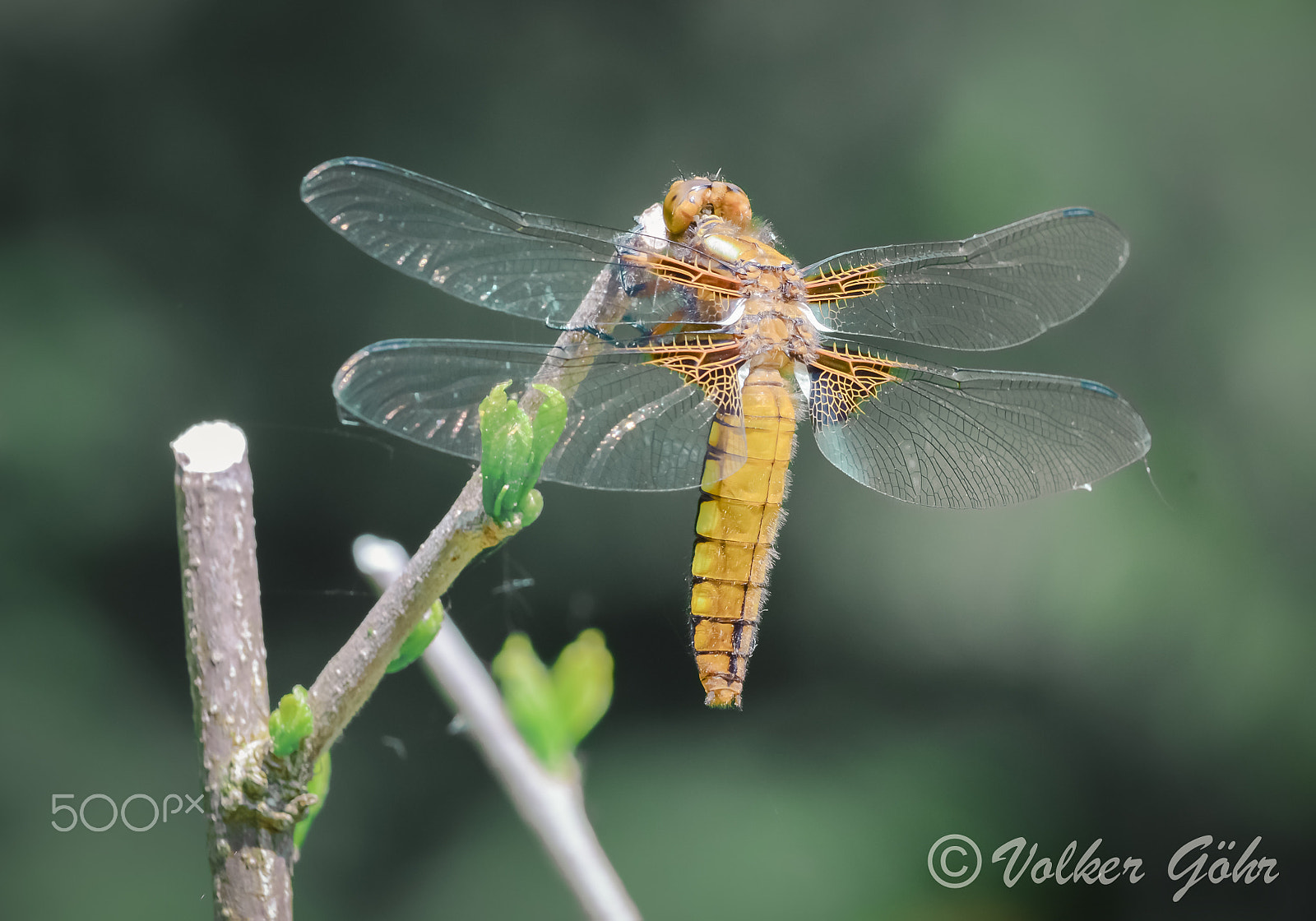 Nikon AF-S Nikkor 70-200mm F4G ED VR sample photo. Libelle photography