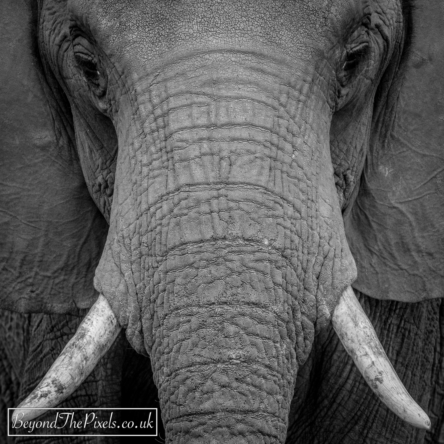 Nikon D810 sample photo. African elephant photography