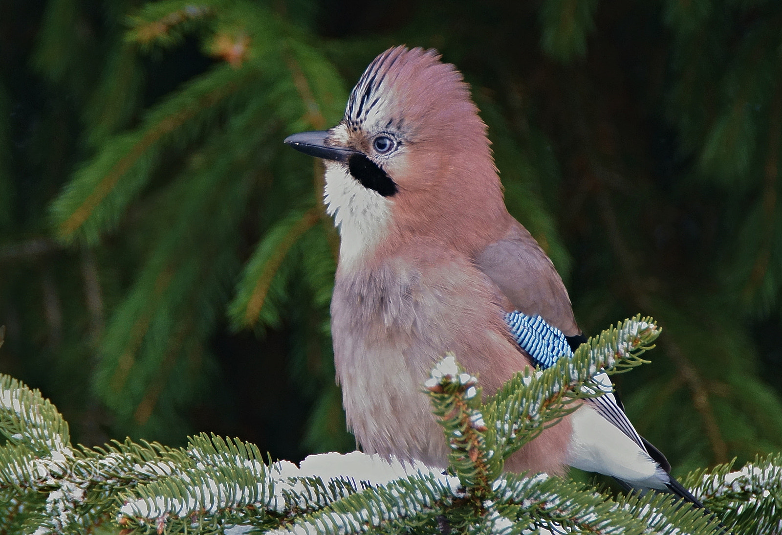 Sony ILCA-77M2 + Tamron SP 150-600mm F5-6.3 Di VC USD sample photo. Eichelhäher photography