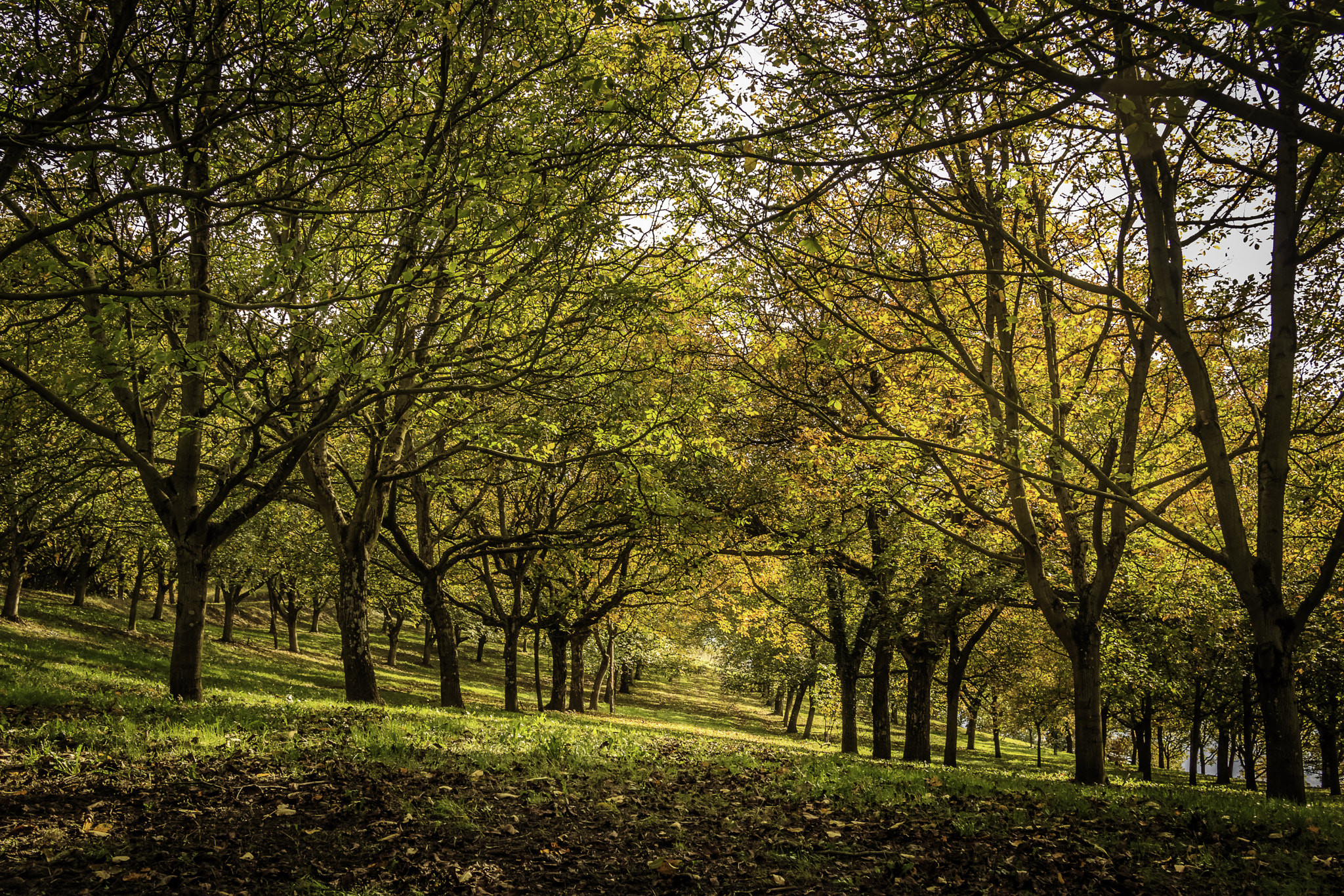 Canon EF 24-85mm F3.5-4.5 USM sample photo. Walnut grove (l'albenc - france) photography