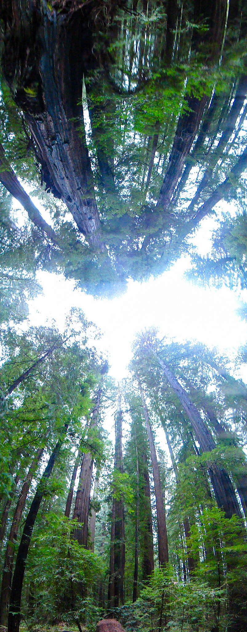 Sony DSC-T99 sample photo. Redwood trees are tall photography