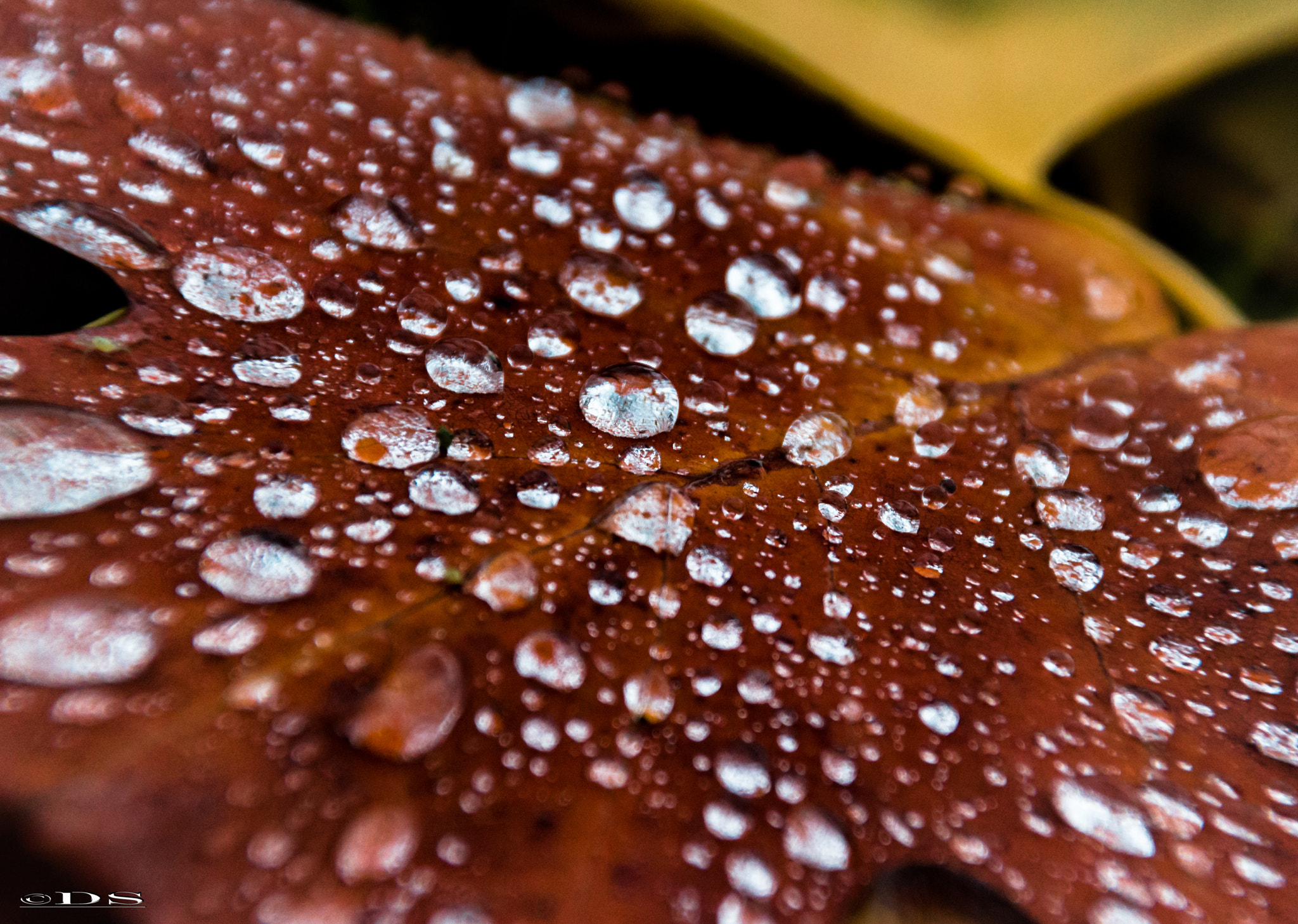 Sigma 18-250mm F3.5-6.3 DC OS HSM sample photo. Autumn photography