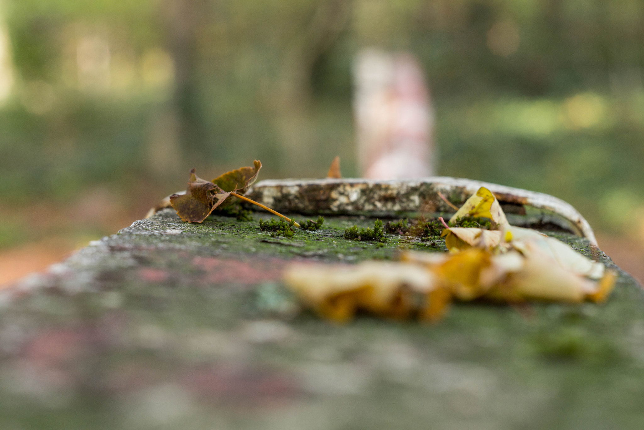 Leica APO-Summicron-M 75mm F2 ASPH sample photo. Barrier in autumn photography