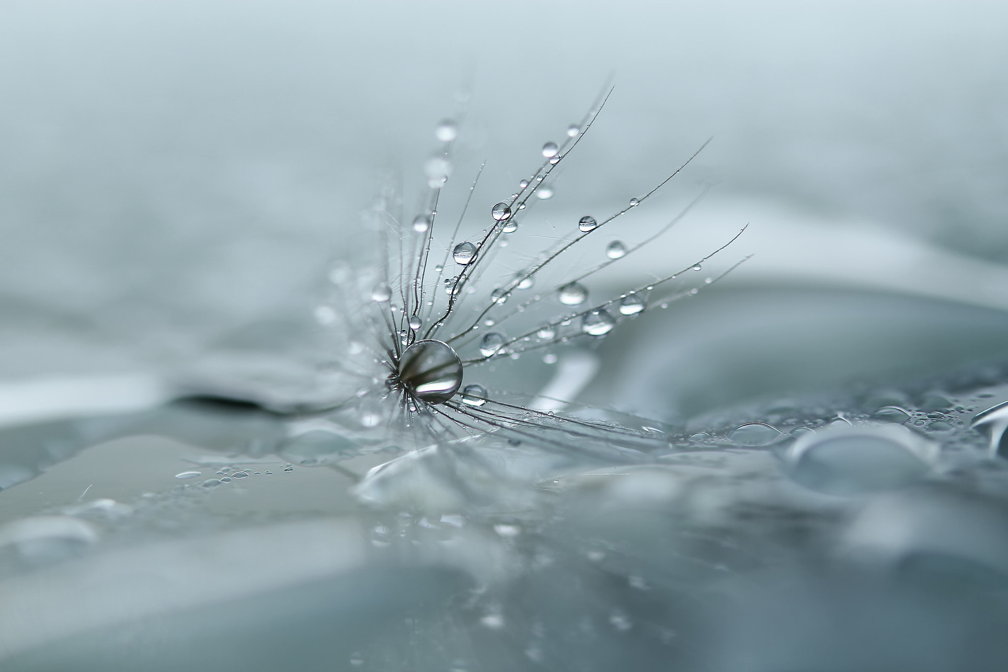 Sigma 105mm F2.8 EX DG OS HSM sample photo. Wet photography