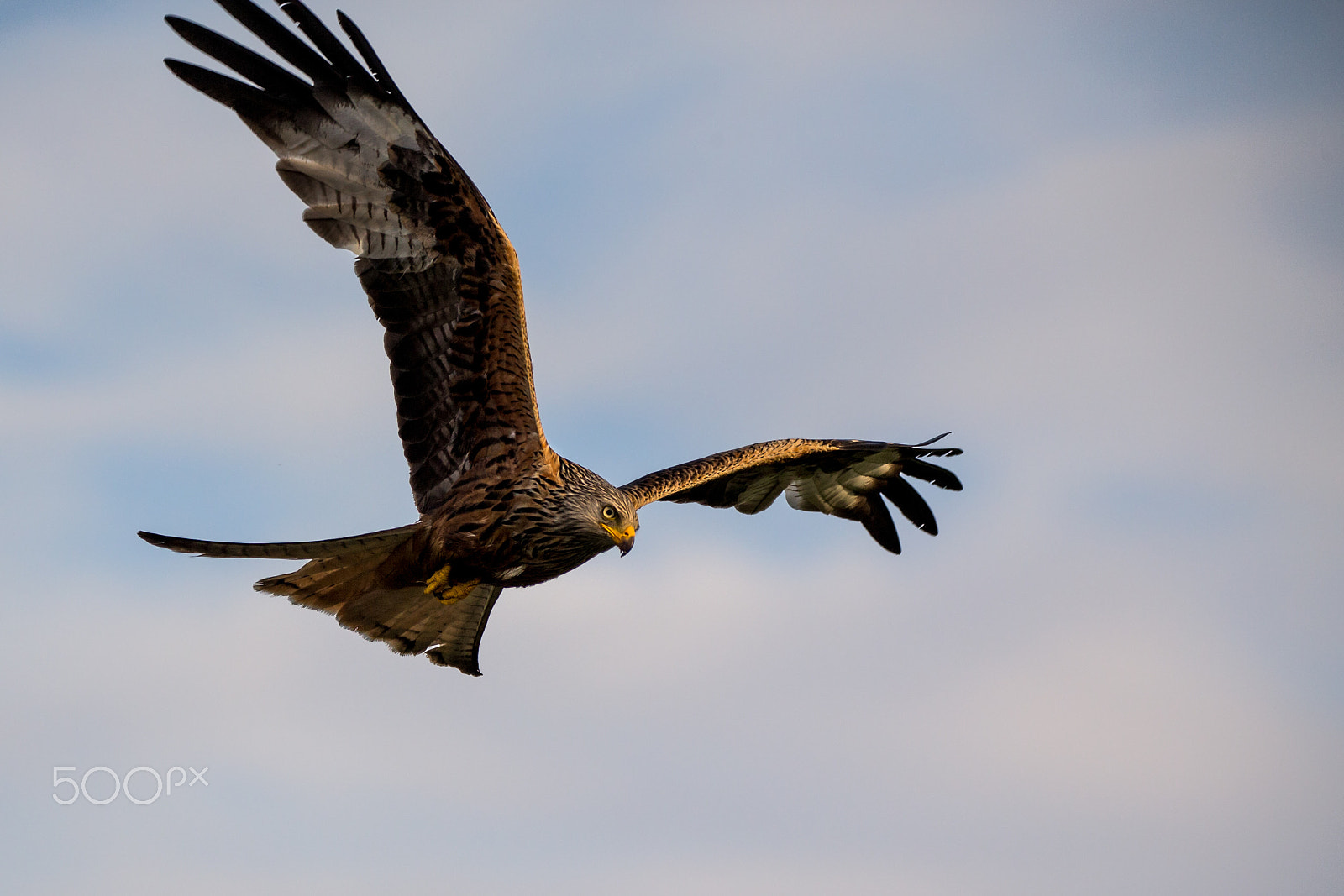 Canon EOS-1D X + Sigma 150-600mm F5-6.3 DG OS HSM | C sample photo. Soaring photography