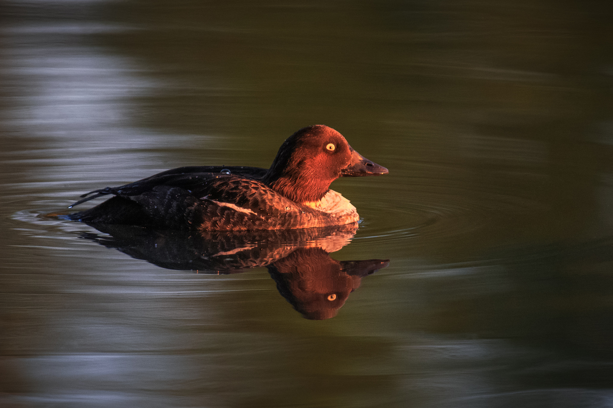 Canon EOS 6D + Canon EF 300mm f/2.8L + 2x sample photo. Sunset swim photography