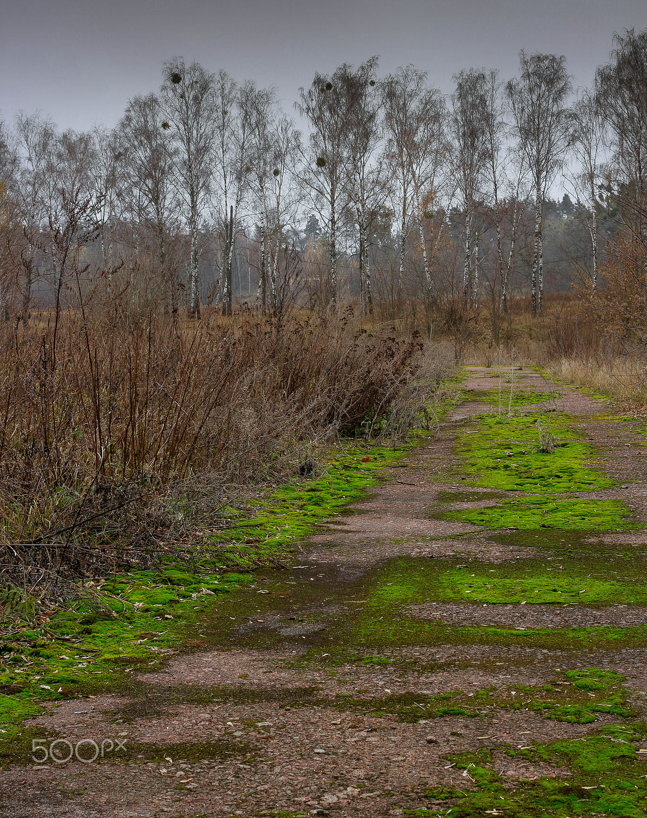 Canon EF 40mm F2.8 STM sample photo. Яскравий настрій #1 photography