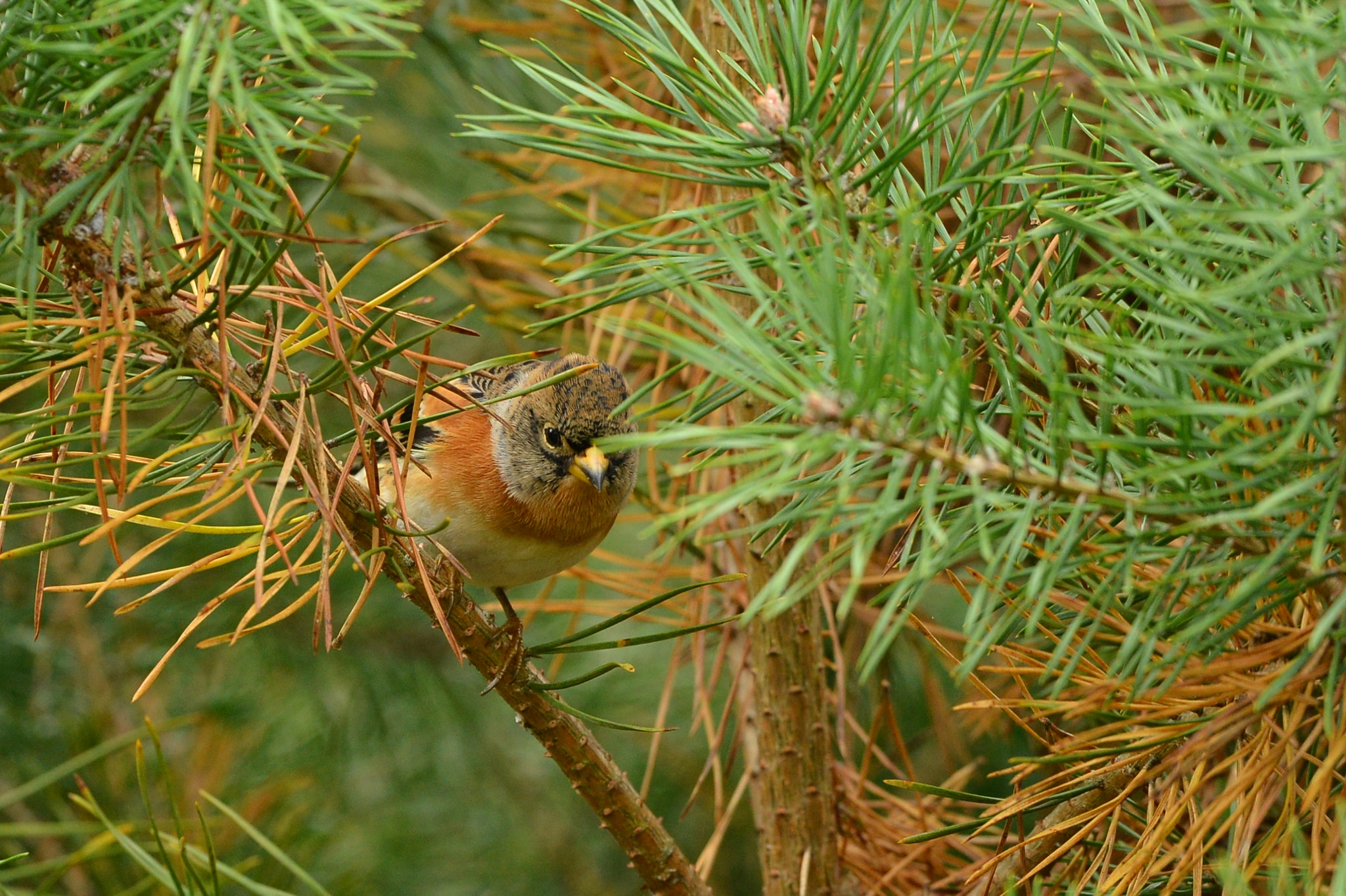 Nikon D600 + Nikon AF-S Nikkor 500mm F4G ED VR sample photo. Keep photography