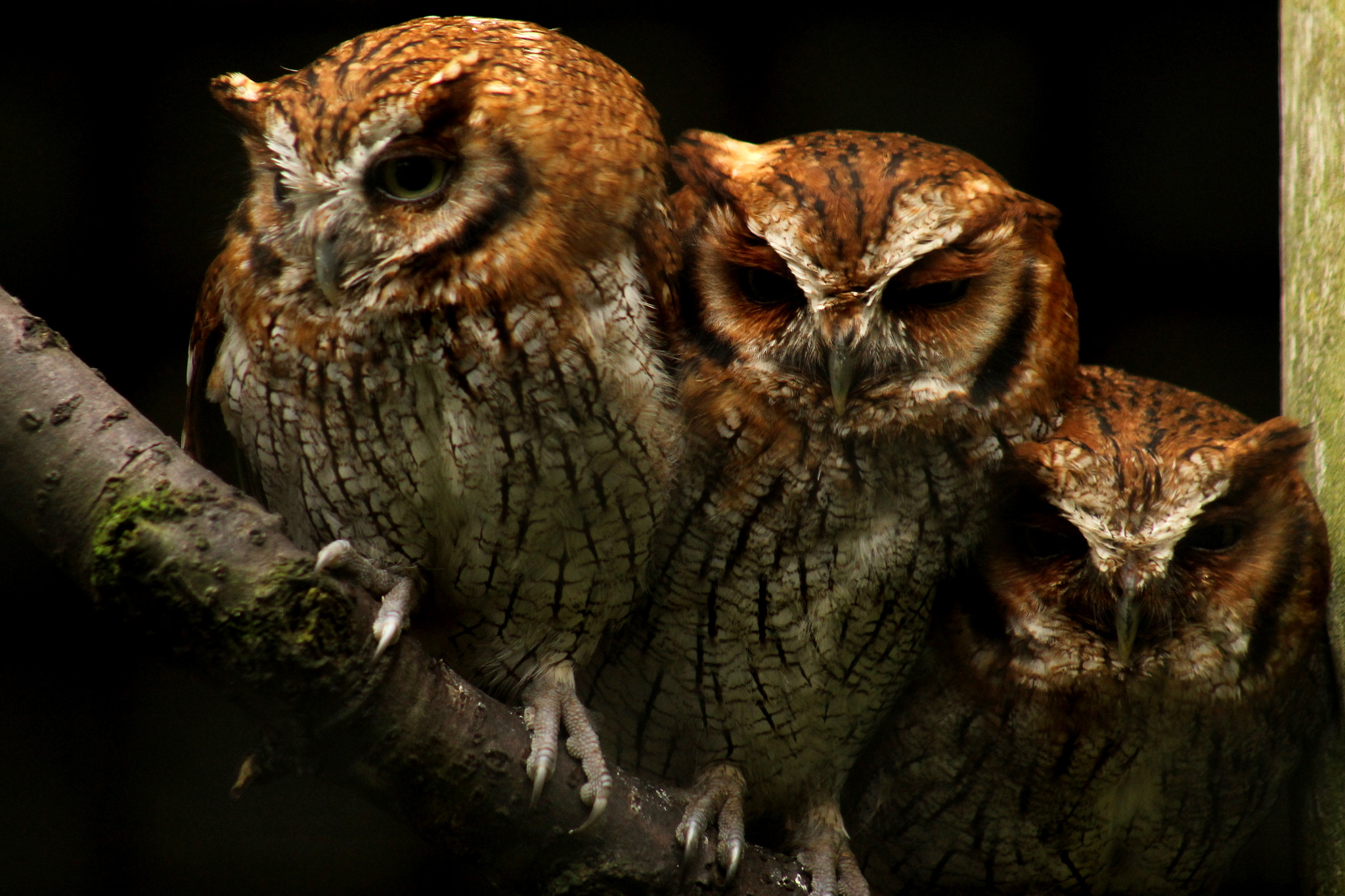 Canon EF 75-300mm f/4-5.6 USM sample photo. Unity photography