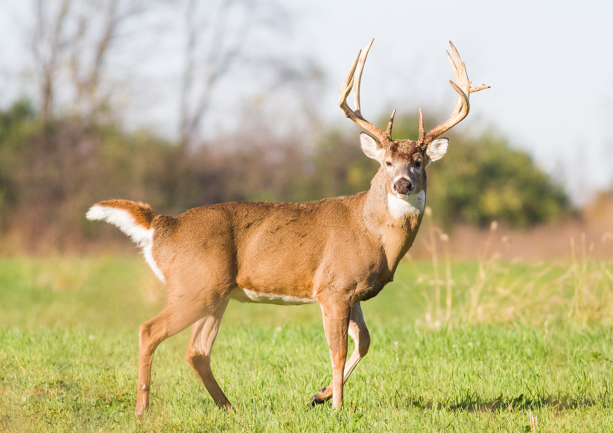 Canon EOS 60D + Canon EF 400mm F5.6L USM sample photo. Whitetail photography