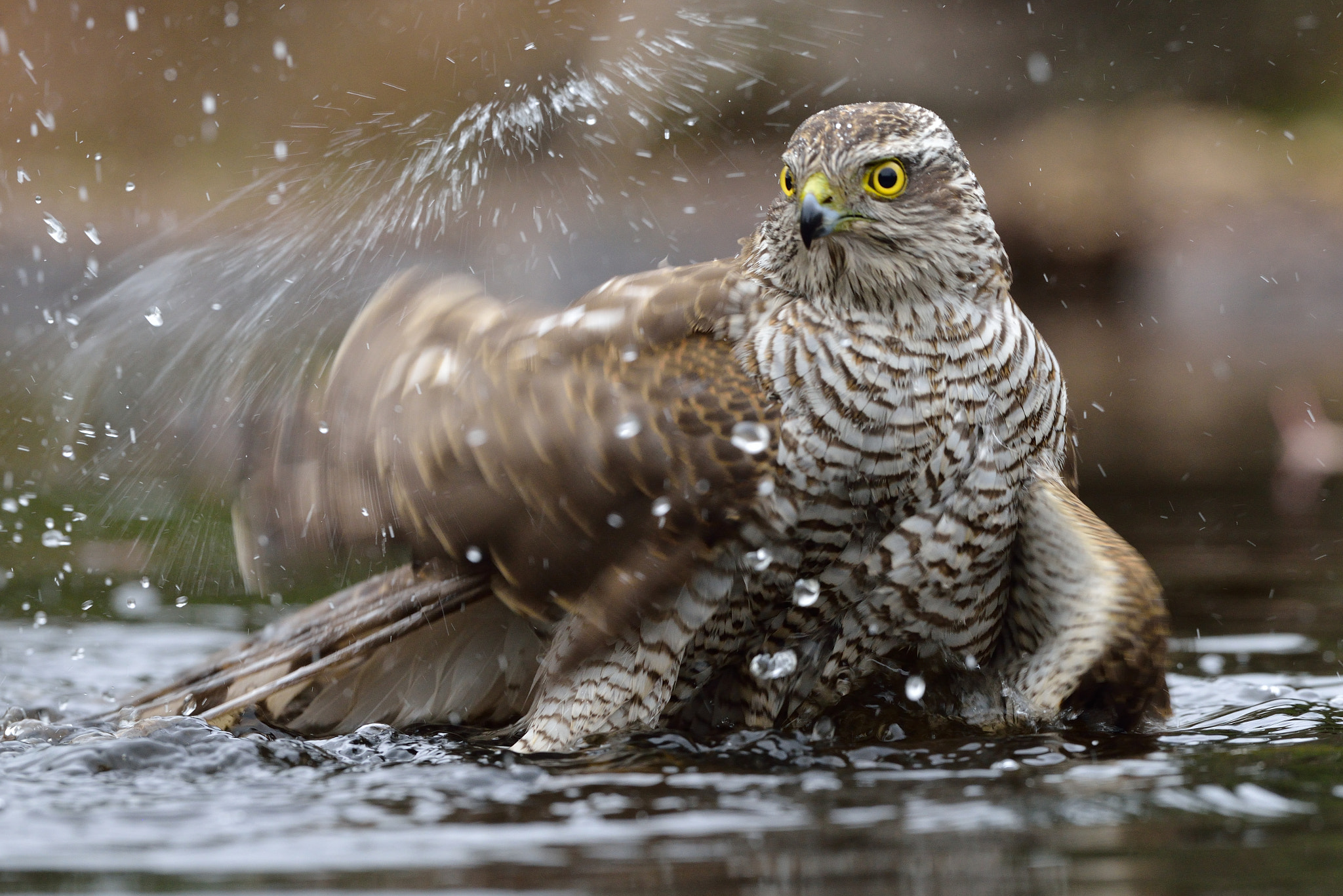 Nikon D600 + Nikon AF-S Nikkor 500mm F4G ED VR sample photo. Spetterende sperwer photography