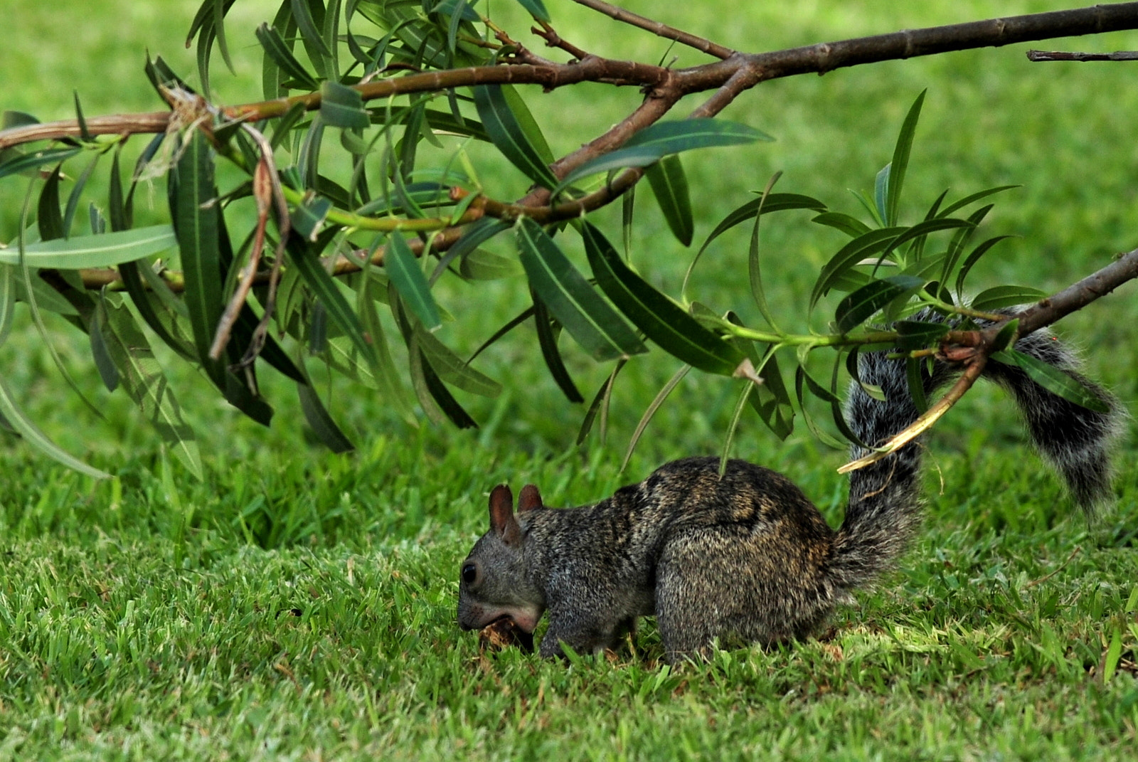 Nikon AF-S Nikkor 70-200mm F4G ED VR sample photo. Ecureuil mexicain photography