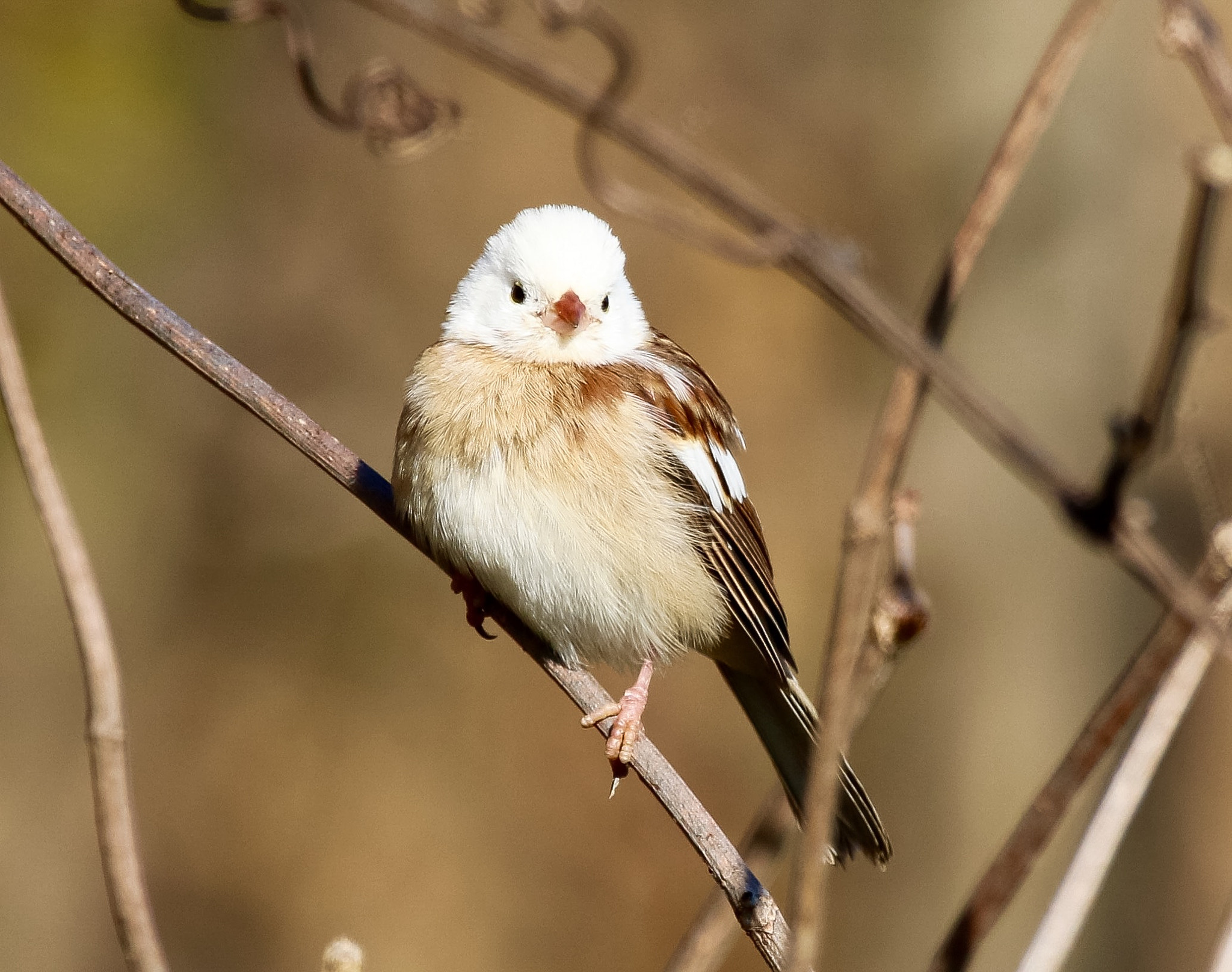 Canon 150-600mm F5-6.3 DG OS HSM | Contemporary 015 sample photo. Unknown, but a beautiful bird. in ohio photography