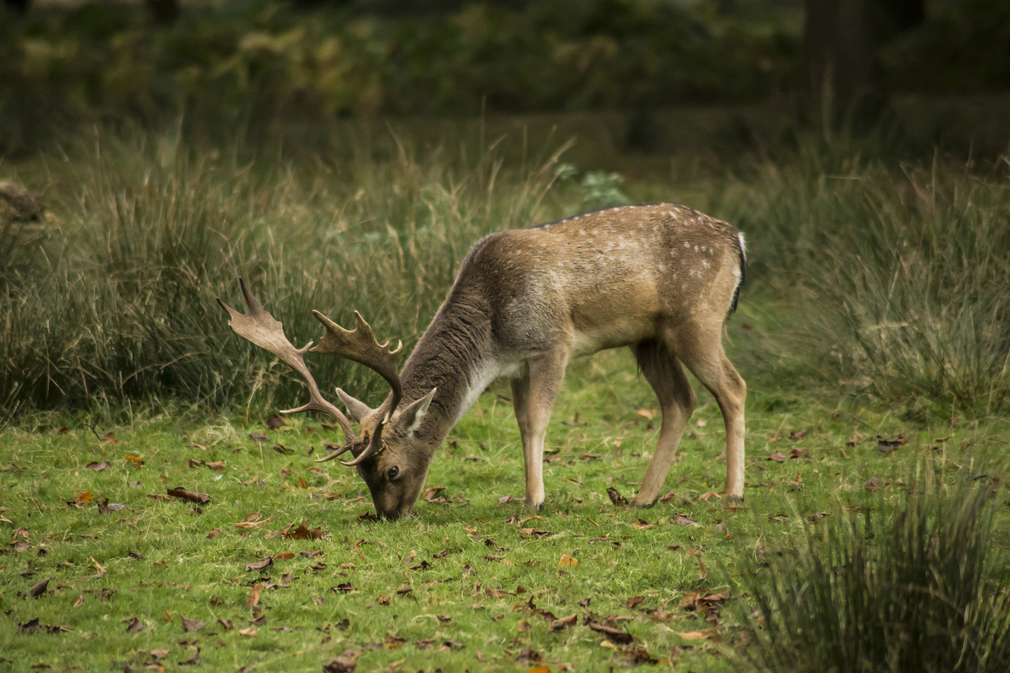 Canon EOS 6D + Tamron AF 70-300mm F4-5.6 Di LD Macro sample photo. Stag photography