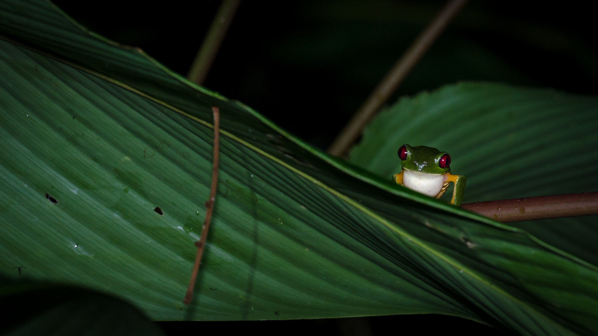 Nikon AF-S Nikkor 70-200mm F4G ED VR sample photo. Red-eyed tree frog photography