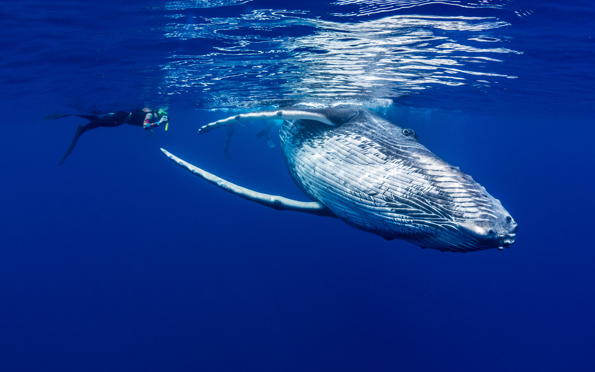 Olympus OM-D E-M5 II + OLYMPUS M.8mm F1.8 sample photo. The lady & the humpback photography