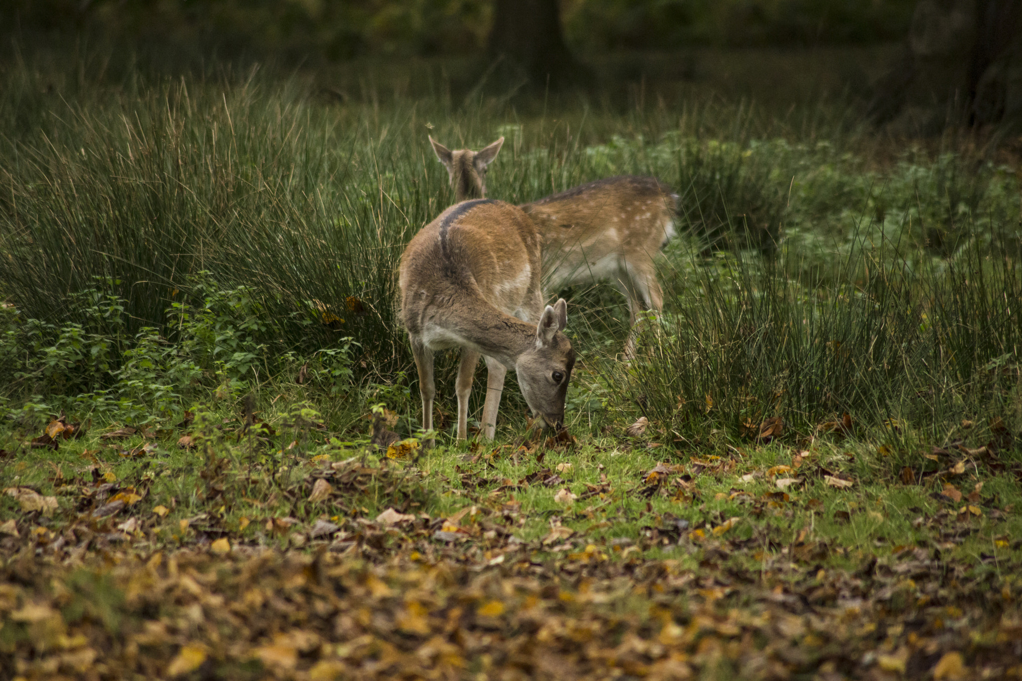 Canon EOS 6D sample photo. Deer photography