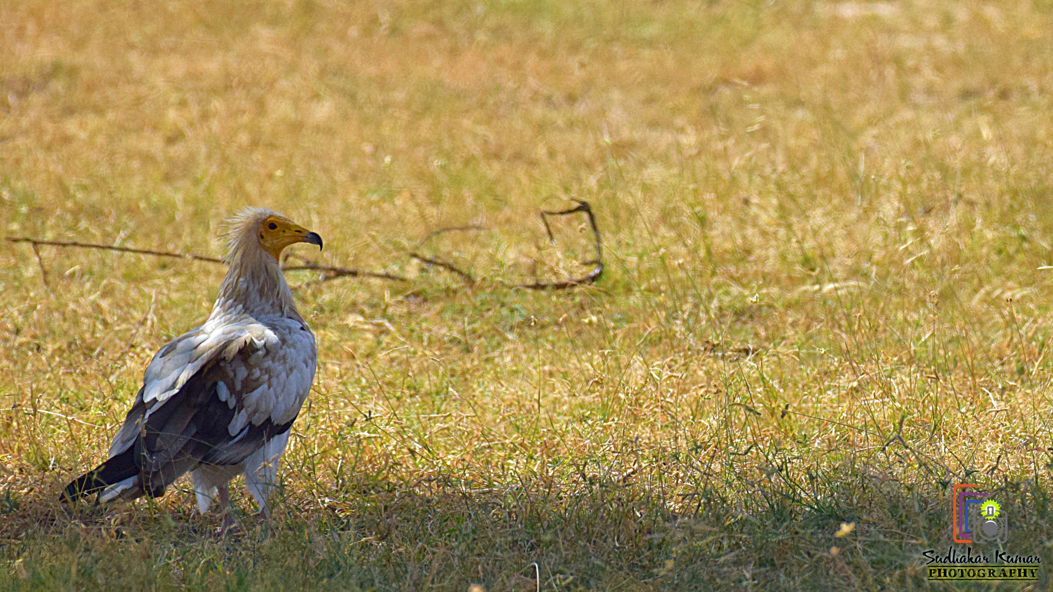 Nikon AF-S Nikkor 200-500mm F5.6E ED VR sample photo. Dsc photography
