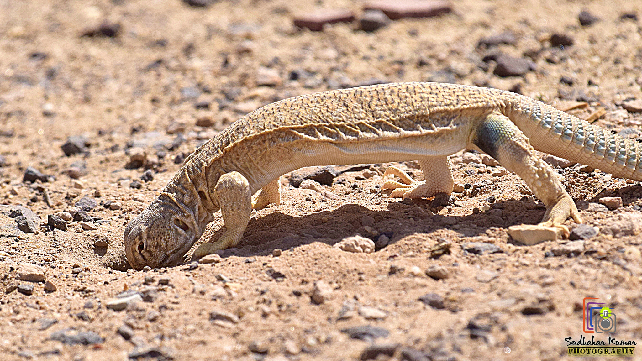 Nikon AF-S Nikkor 200-500mm F5.6E ED VR sample photo. Dsc photography