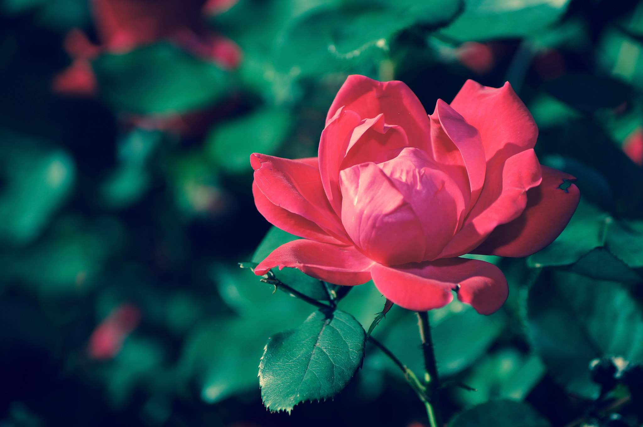 Sony DT 55-200mm F4-5.6 SAM sample photo. Shot with sony a57. photography
