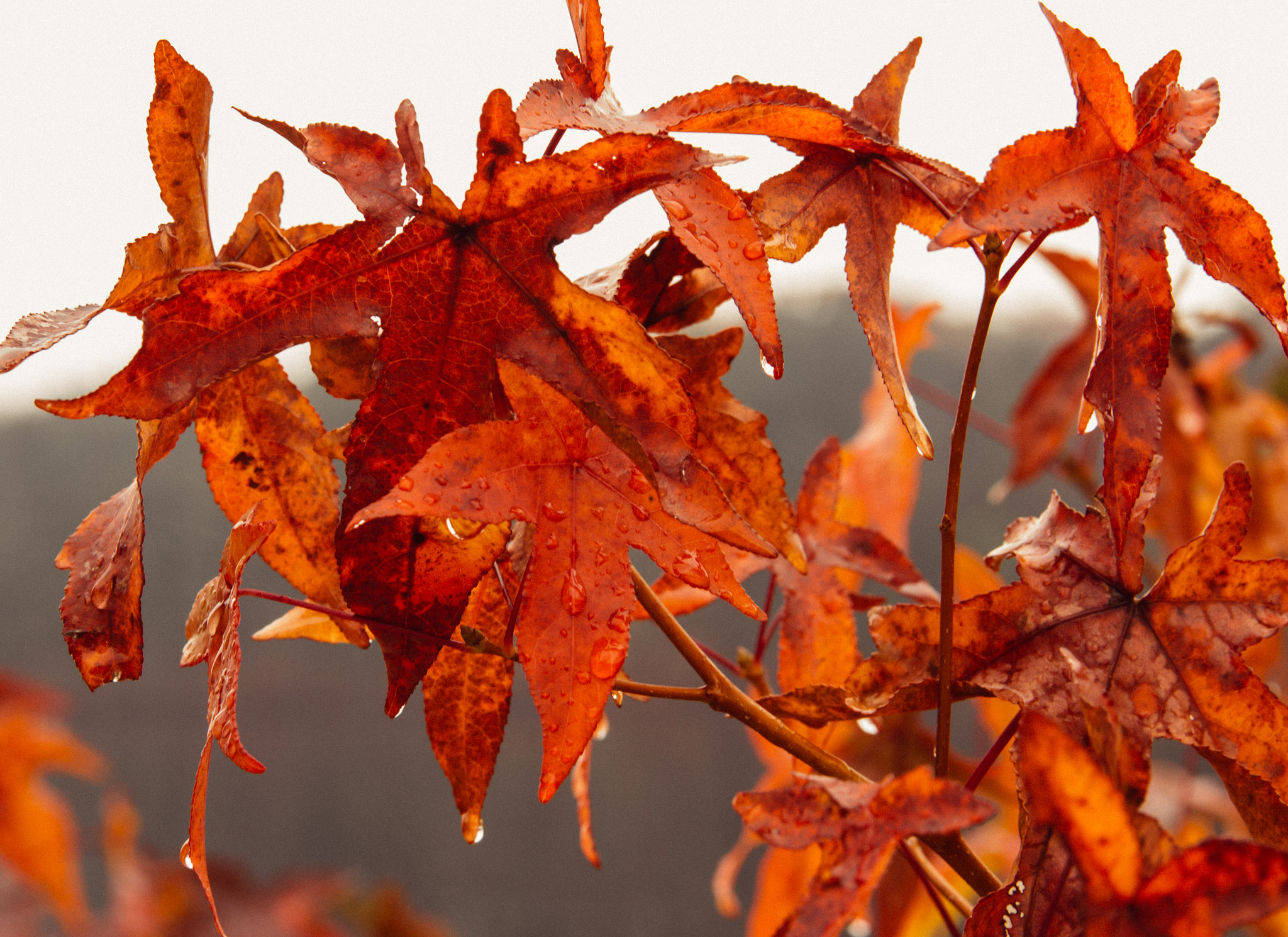 Canon EOS 60D sample photo. Fall rain photography