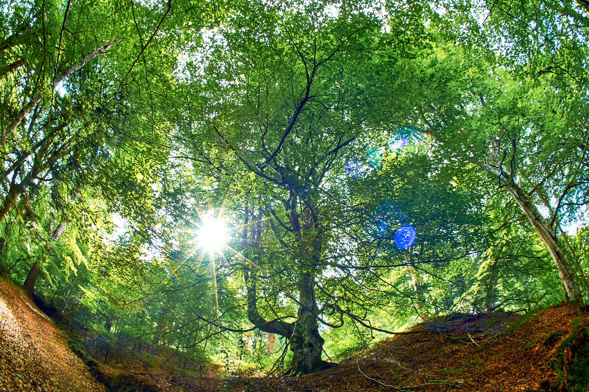 Sony SLT-A77 + 10mm F2.8 sample photo. Sunny forest photography