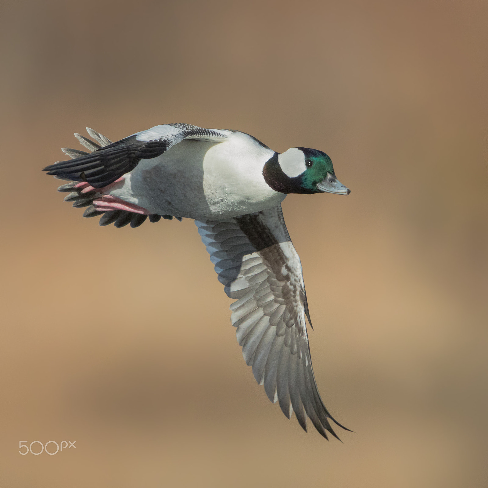 Canon EOS-1D X Mark II + Canon EF 600mm F4L IS II USM sample photo. Bufflehead drake photography