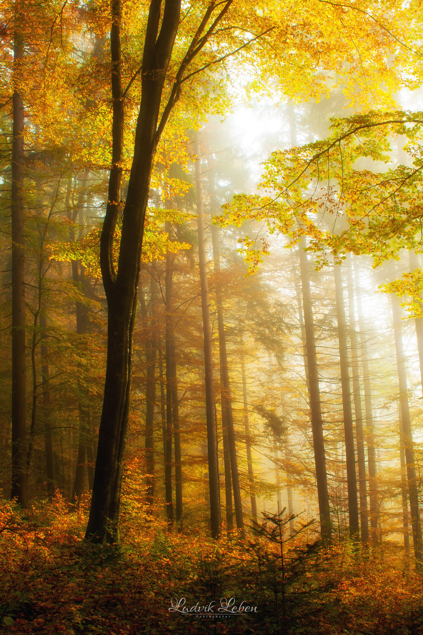 Sony Alpha DSLR-A700 + 35-70mm F4 sample photo. Autumn treasures photography