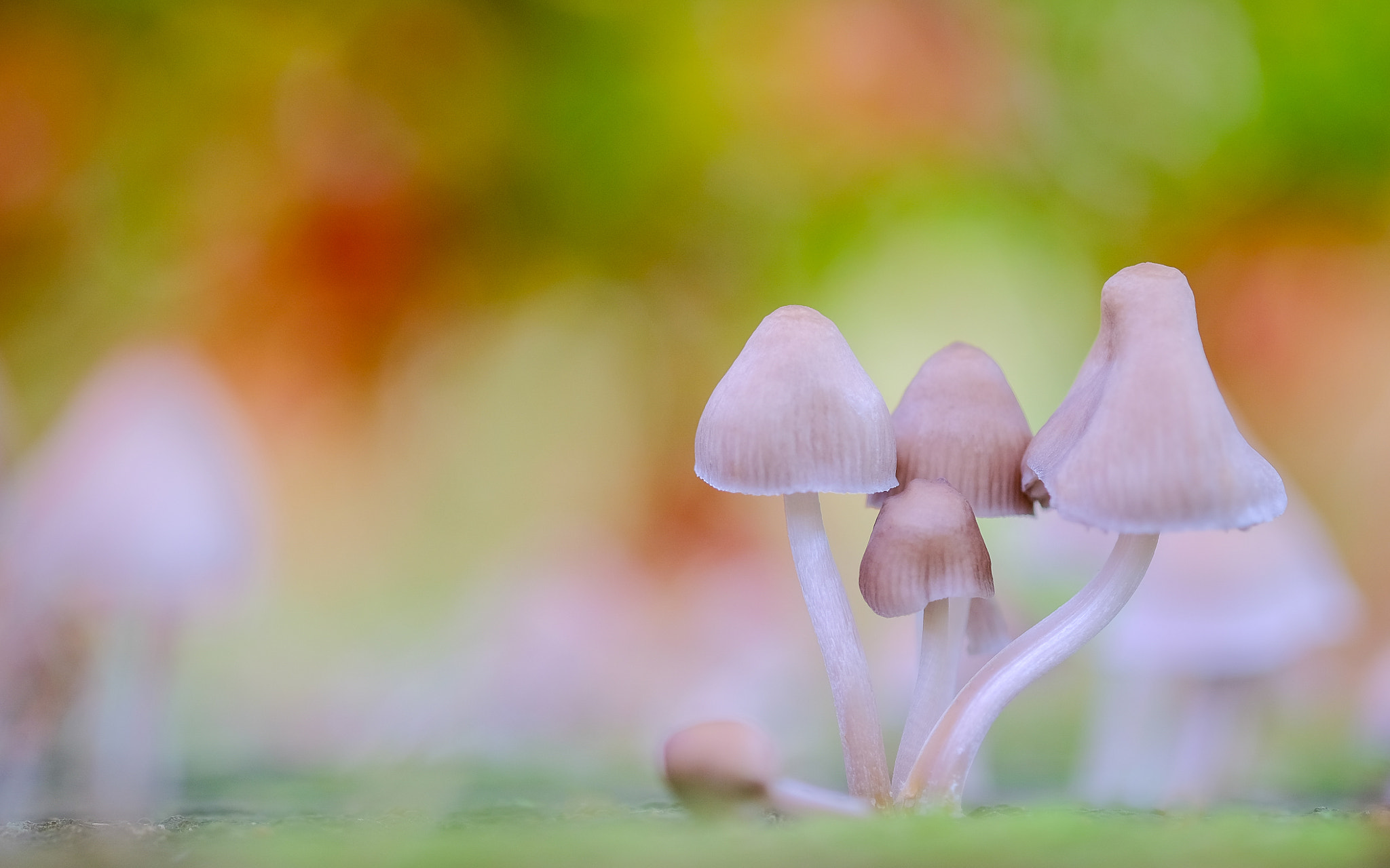 Fujifilm X-T1 + Fujifilm XF 60mm F2.4 R Macro sample photo. Maples & mushrooms photography