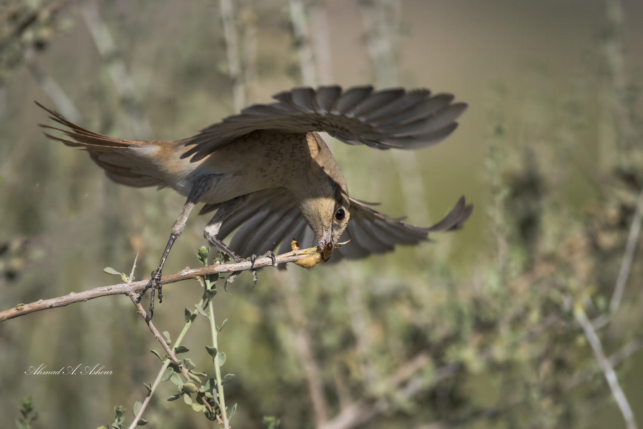 Nikon AF-S Nikkor 200-400mm F4G ED-IF VR sample photo. Red tailed shrike with prey photography