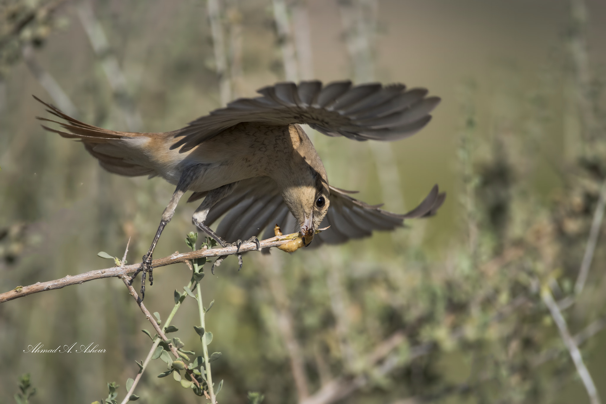 Nikon D810 + Nikon AF-S Nikkor 200-400mm F4G ED-IF VR sample photo. Red tailed shrike with prey photography