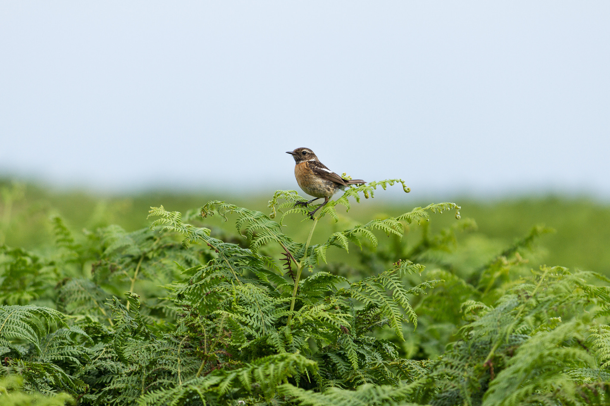 Canon EF-S 55-250mm F4-5.6 IS sample photo. Bird on skomer photography