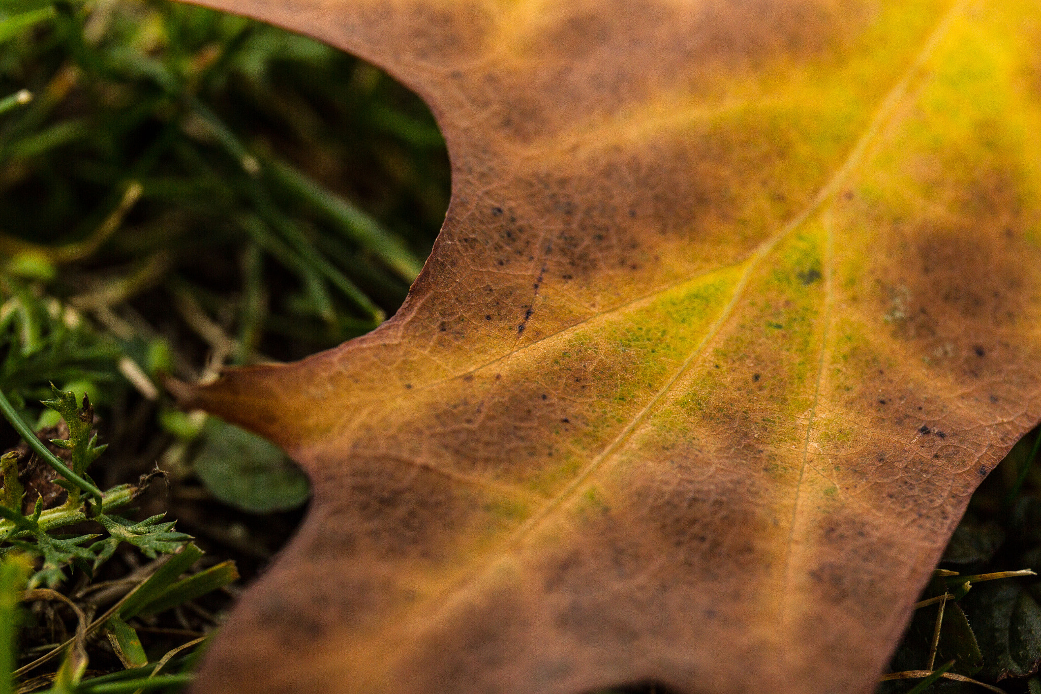 Canon EF 24-70mm F4L IS USM sample photo. Autumn arrives photography
