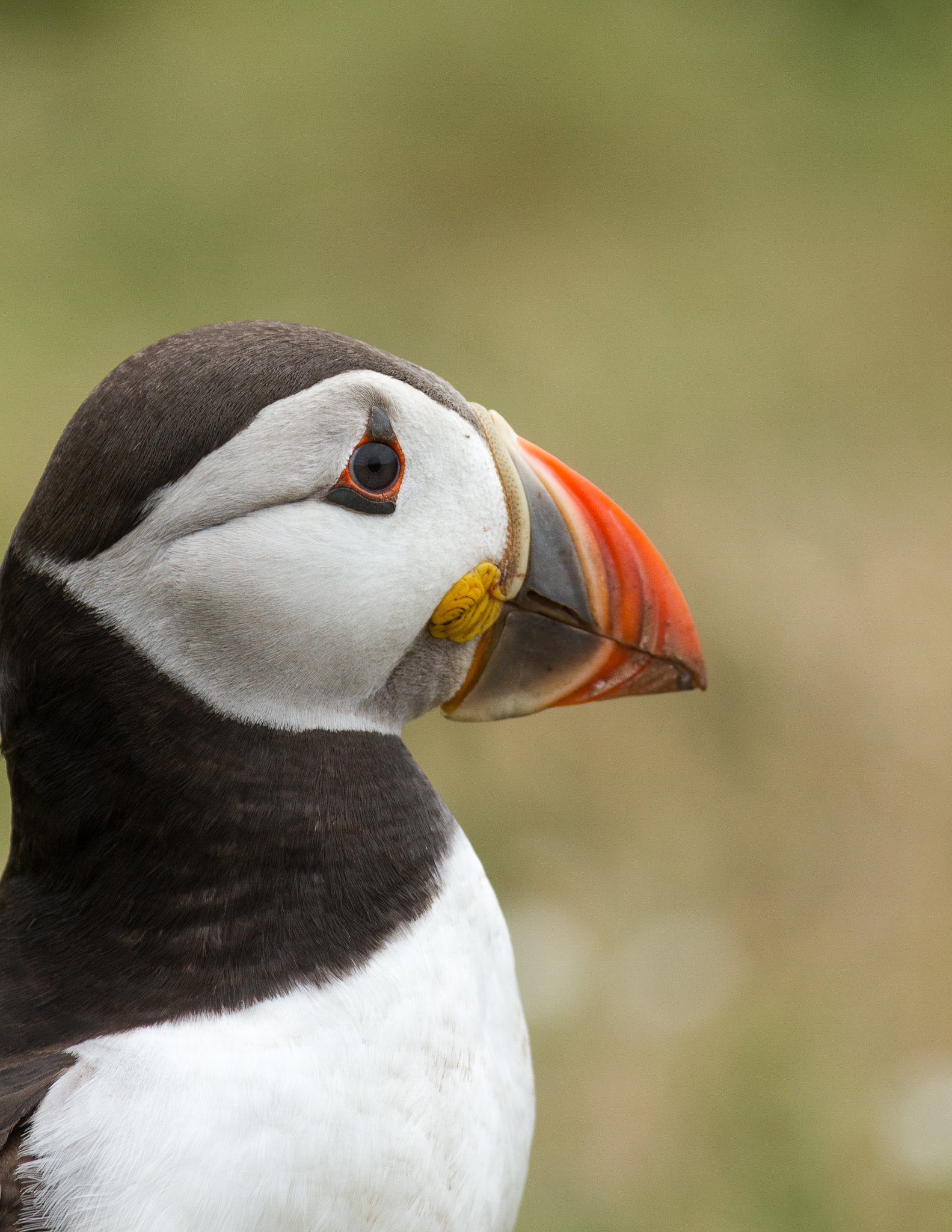 Canon EF-S 55-250mm F4-5.6 IS sample photo. Puffin in profile photography