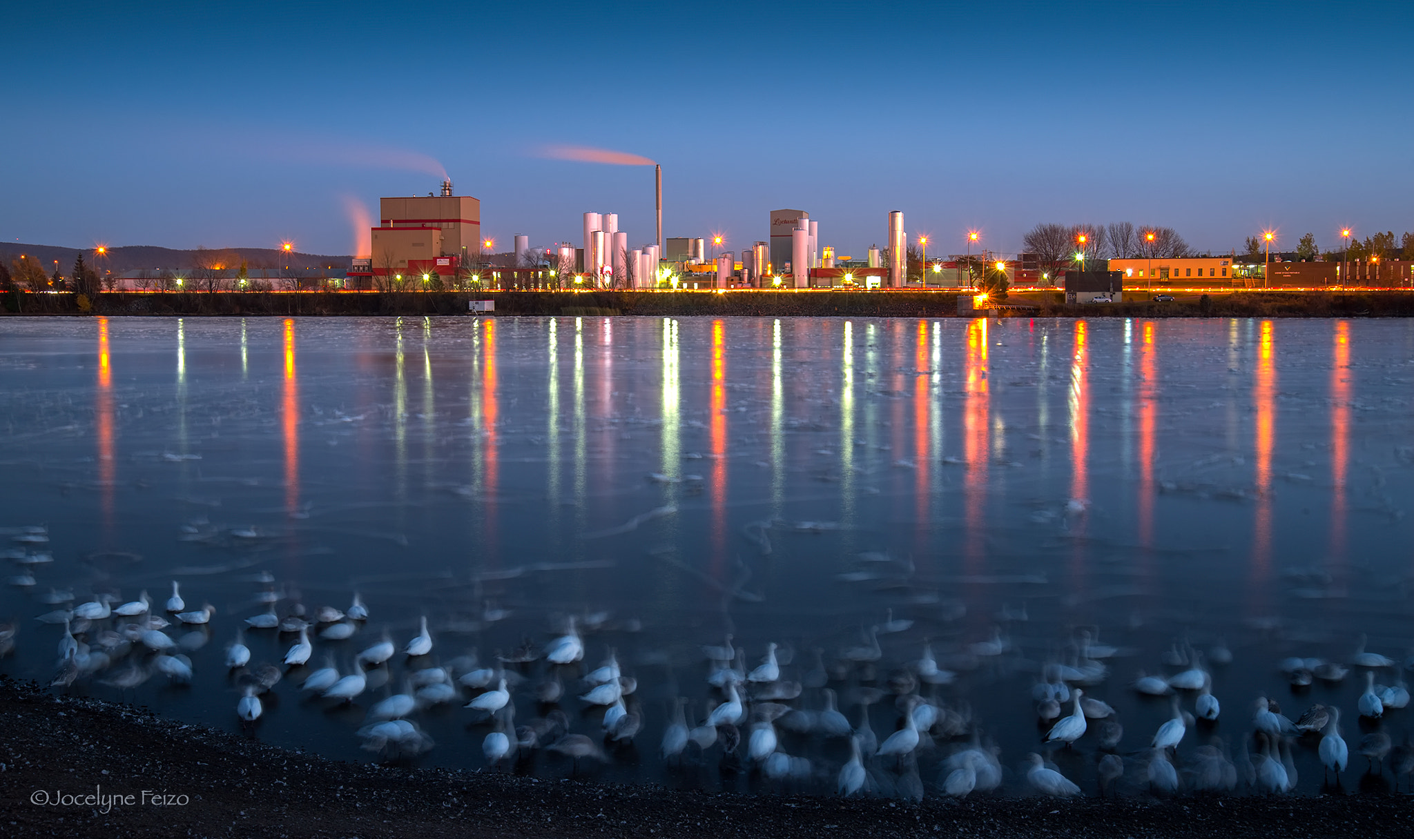 Nikon AF Nikkor 24-85mm F2.8-4D IF sample photo. Snow geese in town photography