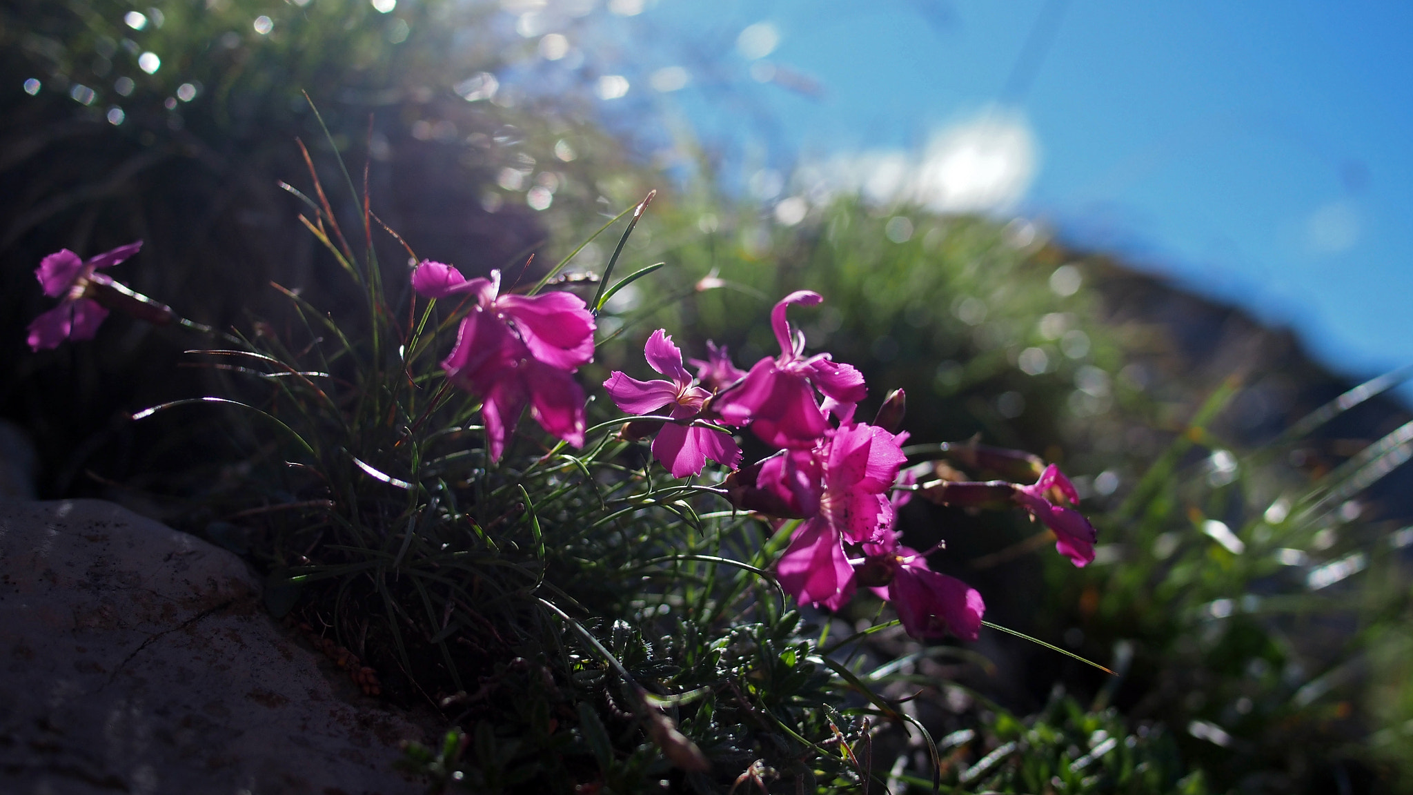 Olympus PEN E-PL5 + Panasonic Lumix G 20mm F1.7 ASPH sample photo. Dolomites vegetation photography