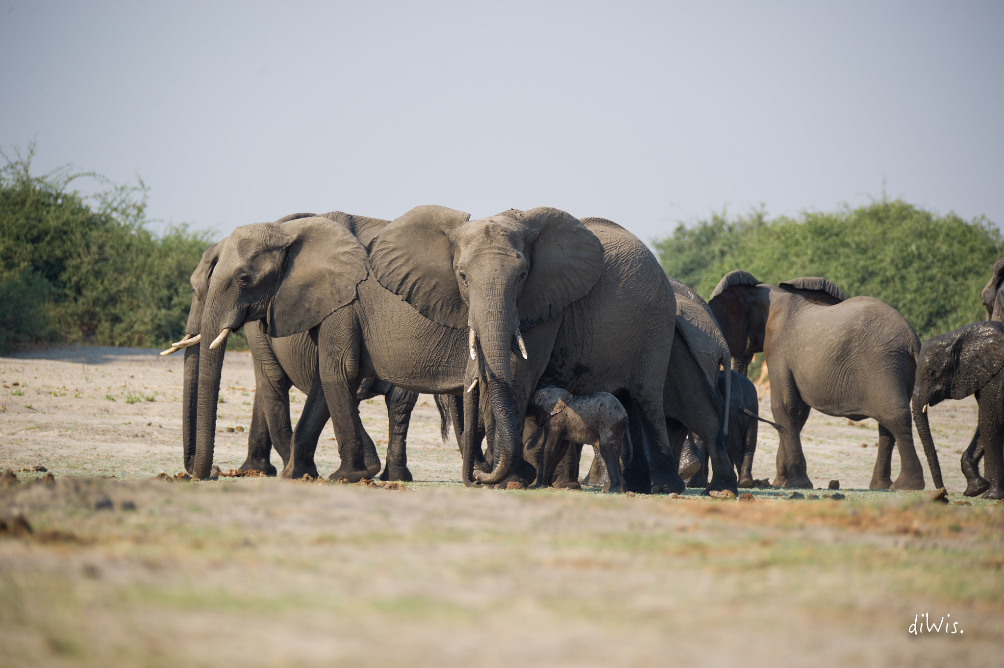Sigma 150-600mm F5-6.3 DG OS HSM | S sample photo. Chobe photography