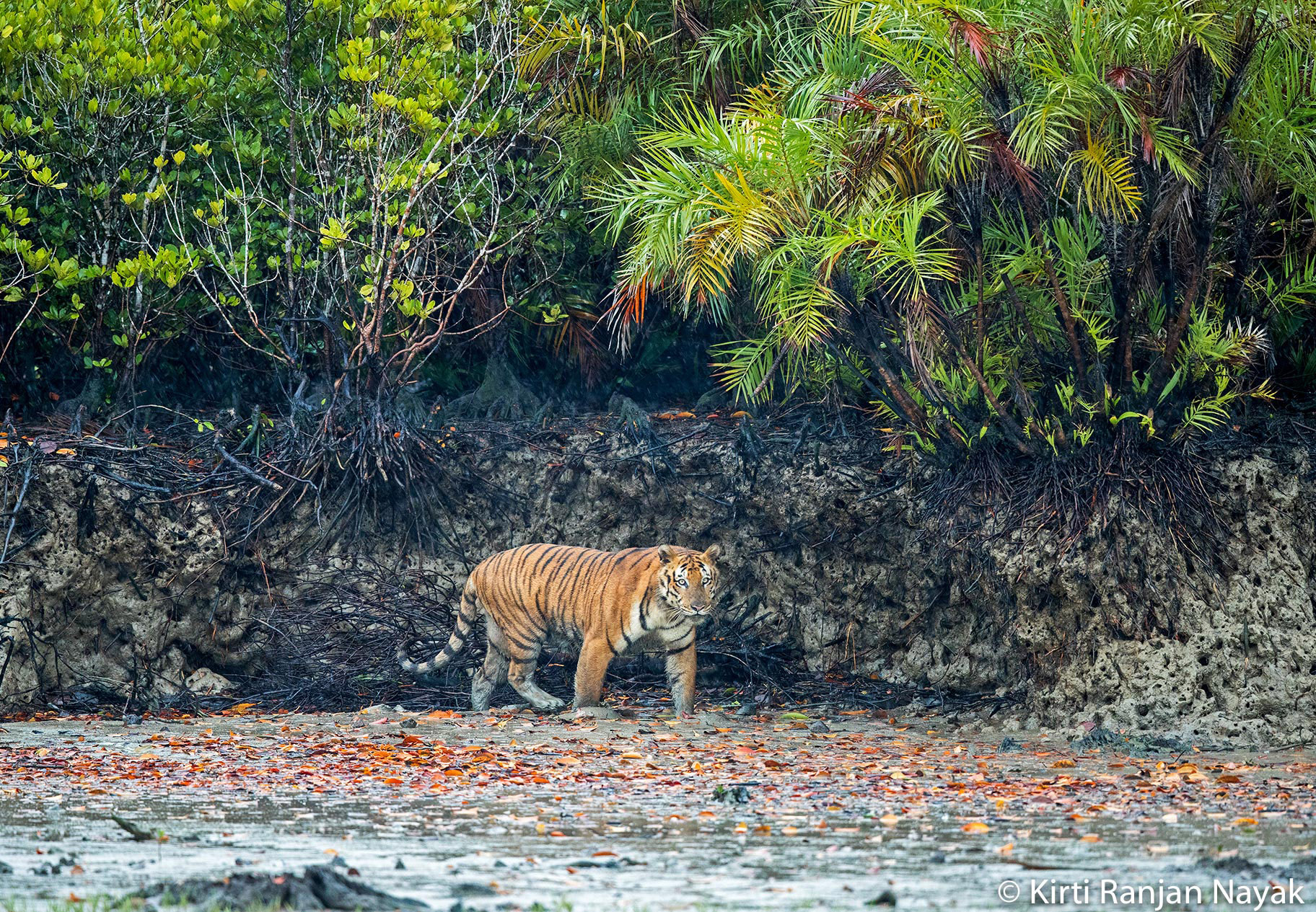 Canon EF 500mm F4L IS II USM sample photo. Swamp tigers photography
