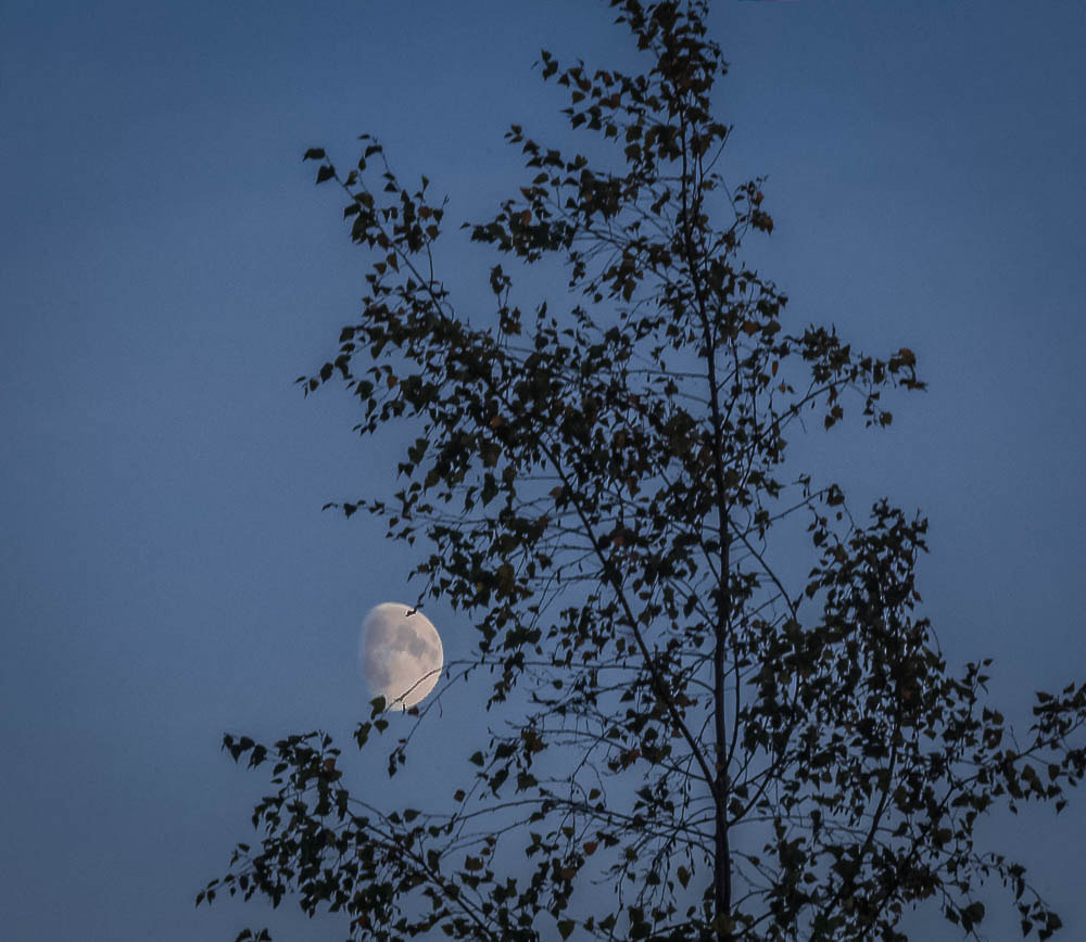 Sigma 70-300mm F4-5.6 APO DG Macro sample photo. Autumn evening photography