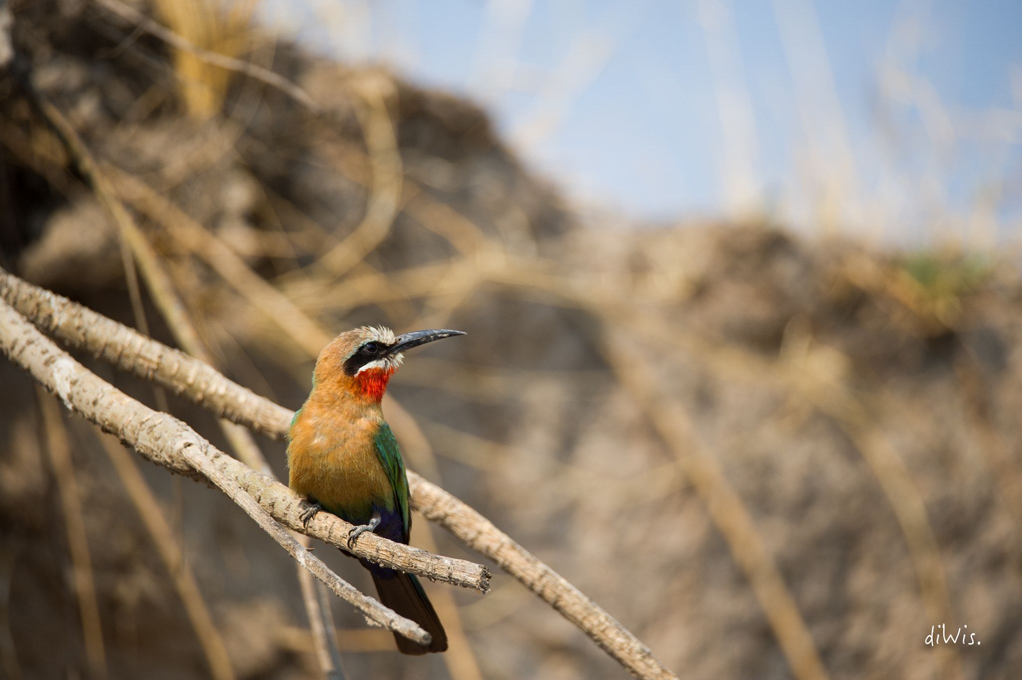Sigma 150-600mm F5-6.3 DG OS HSM | S sample photo. Chobe photography