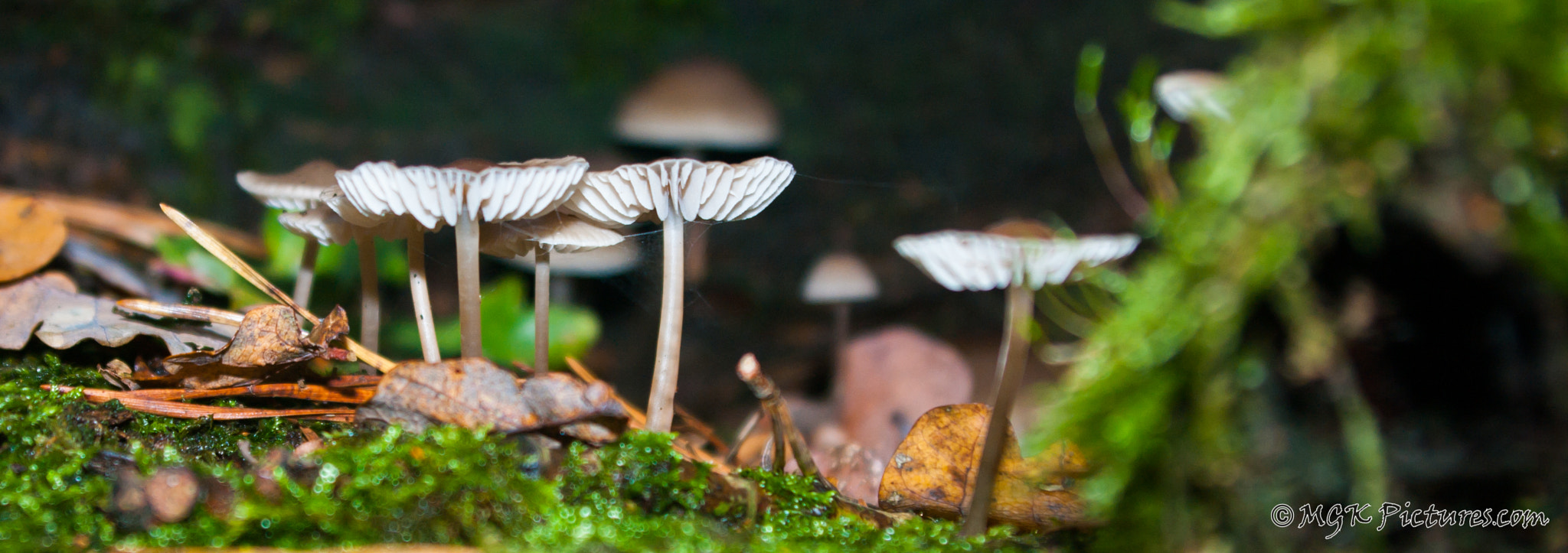 Pentax K-7 sample photo. Autumn mushrooms photography