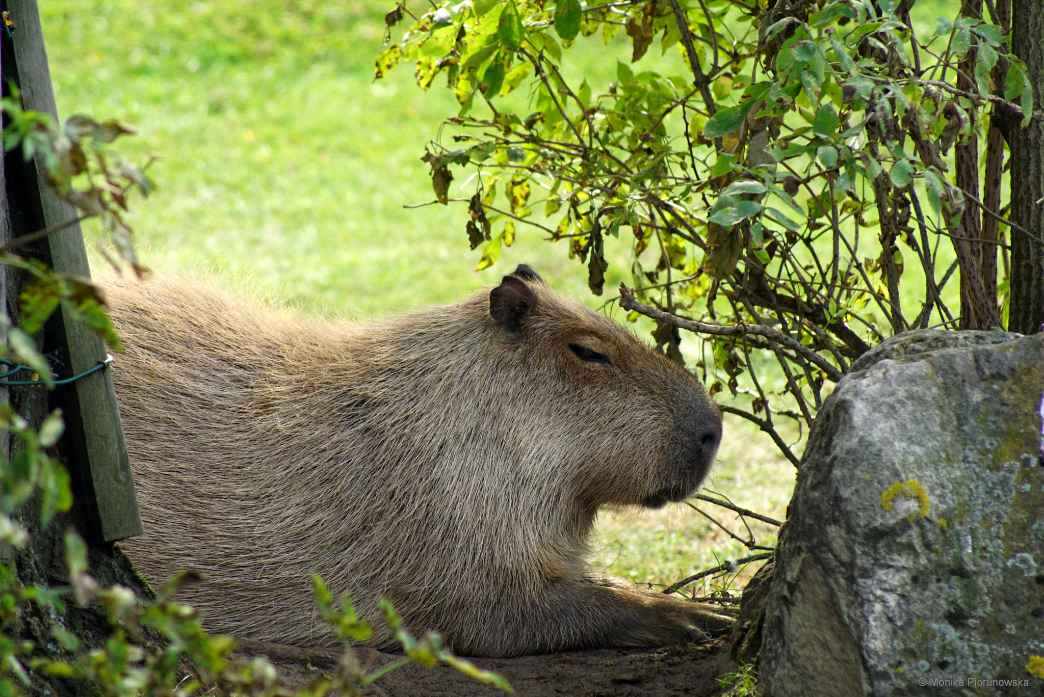 Sony 75-300mm F4.5-5.6 sample photo. Kapibara photography