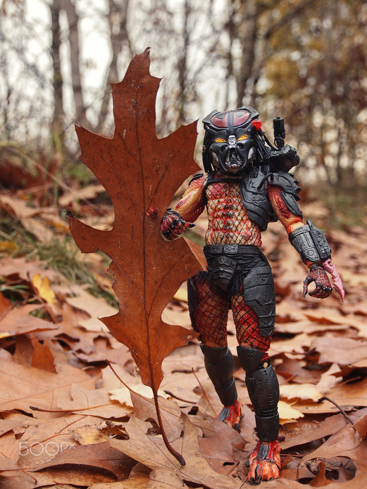 Olympus PEN E-PL2 sample photo. Autumn and predator photography