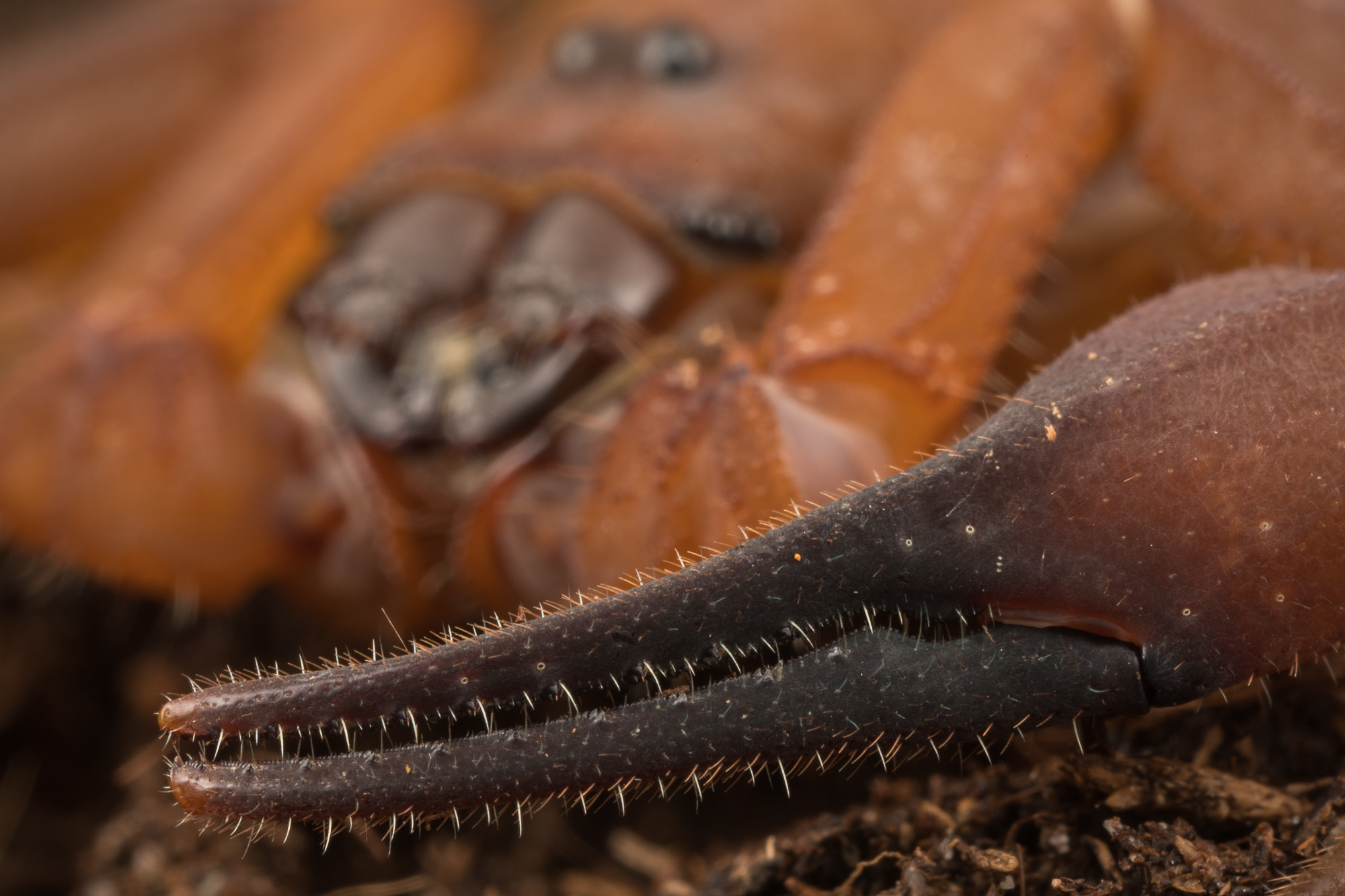 Canon MP-E 65mm F2.5 1-5x Macro Photo sample photo. Babycurus gigas photography